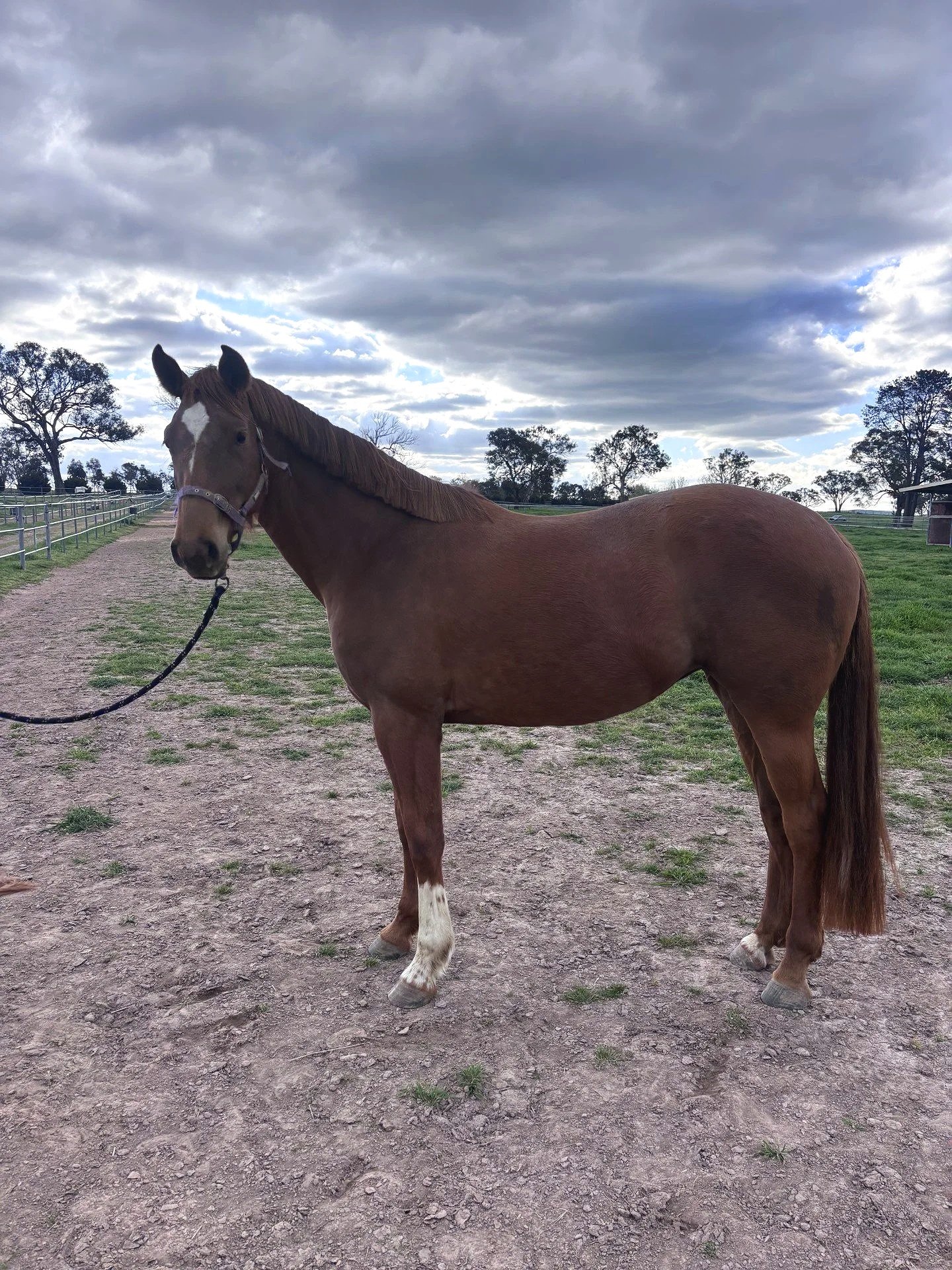 Chestnut mare