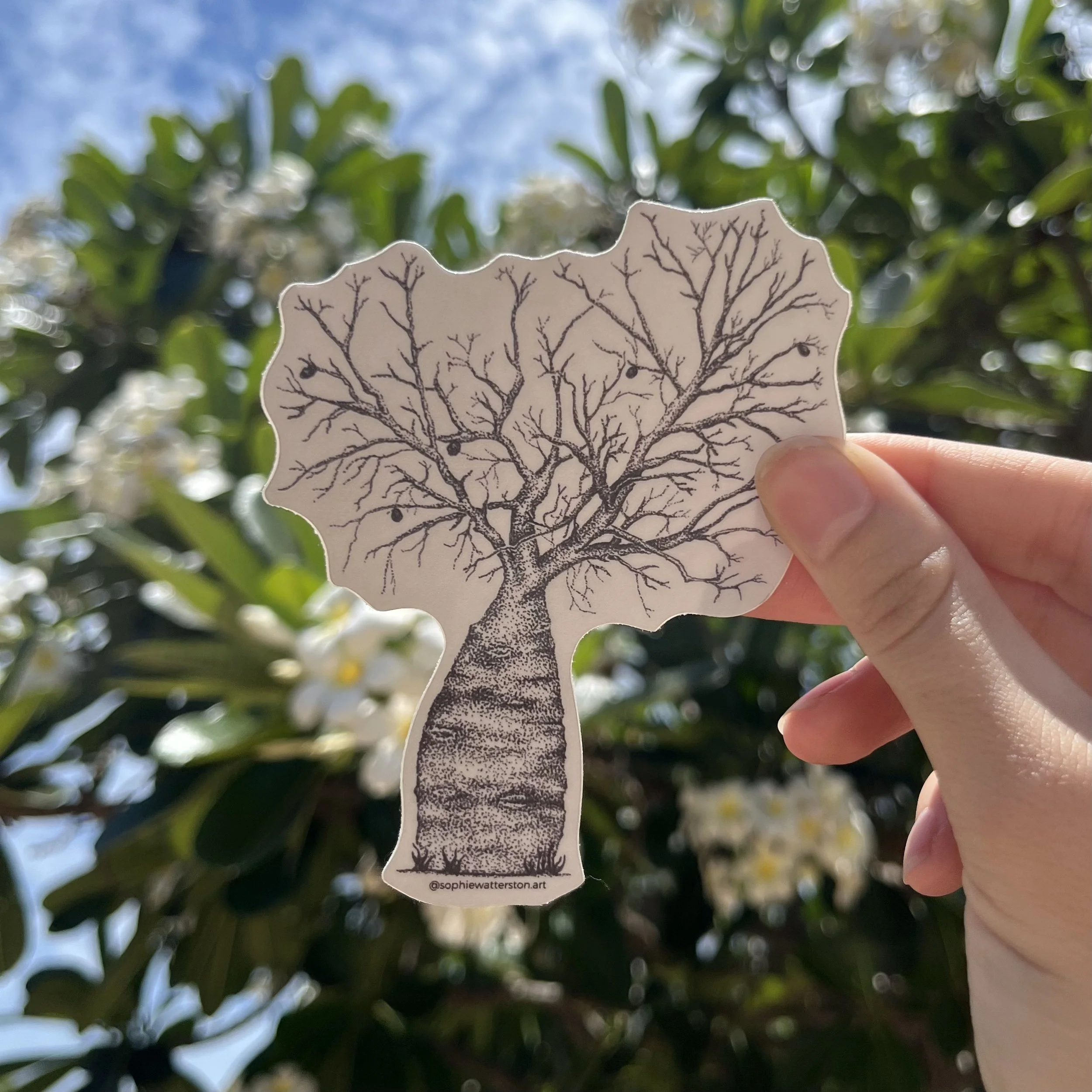 Boab Tree Sticker