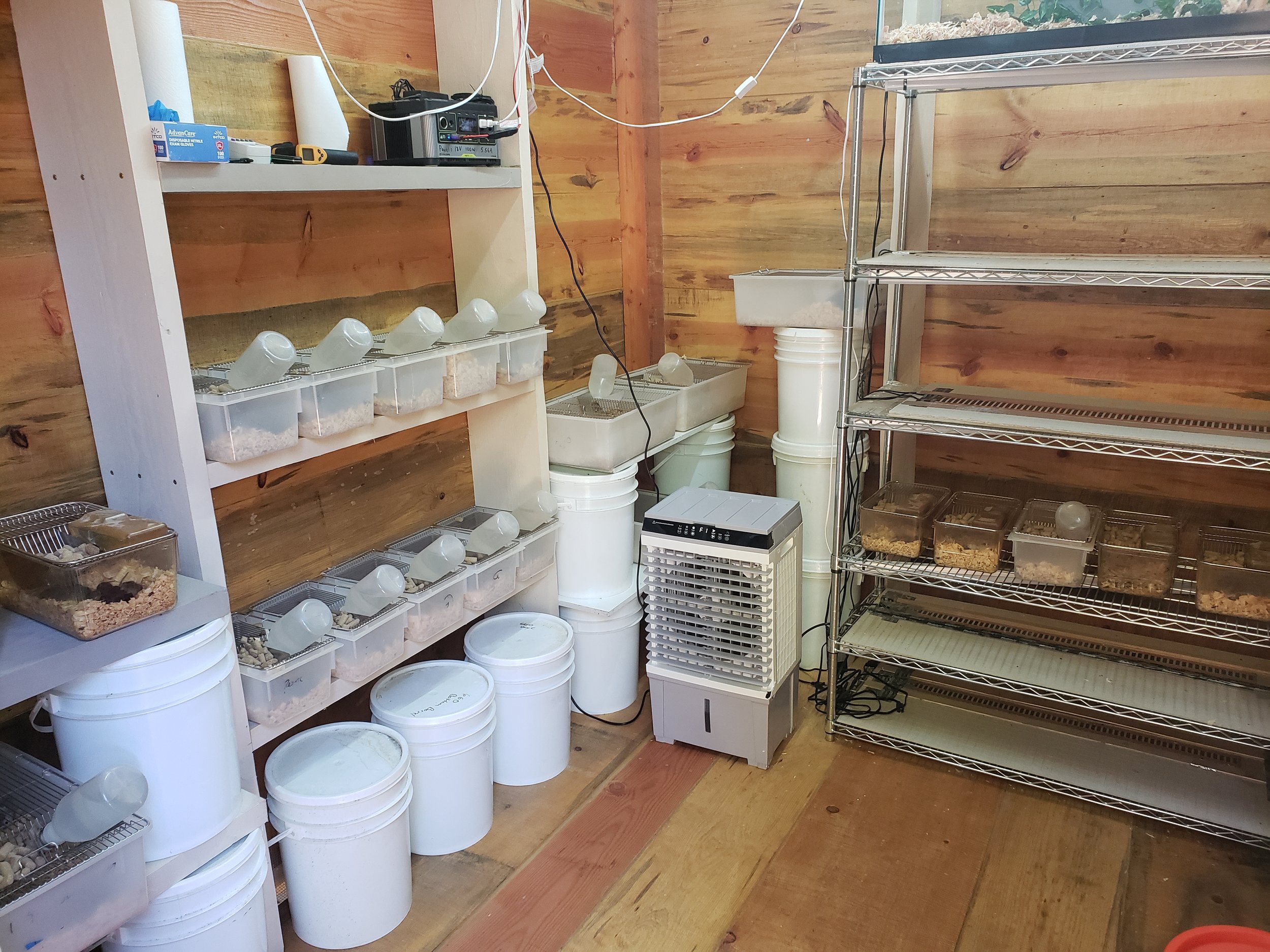 Gallery 1 — Ethical Reptile Breeding | Snakes For Sale in Northern ... - Breeding Snakes For Profit In A Limited Space