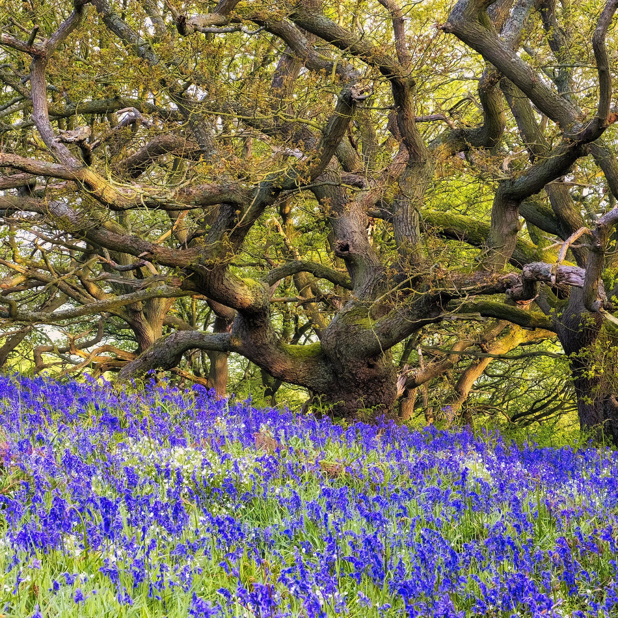 Newton Woods Images
