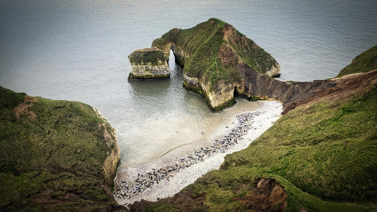Flamborough Seals
