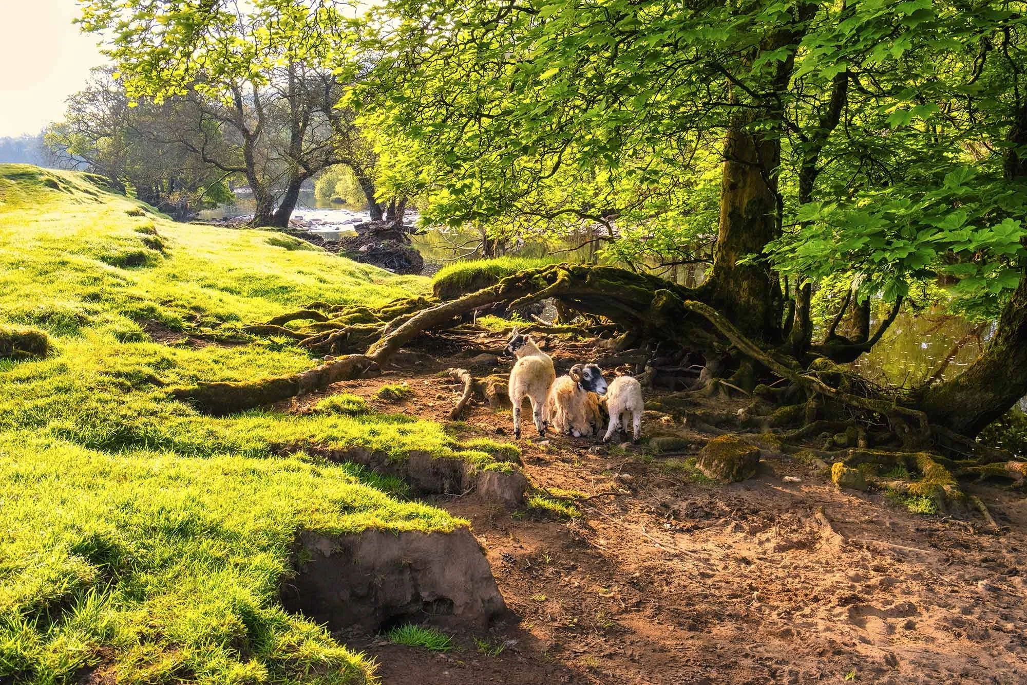 Swaledale Sheep Images