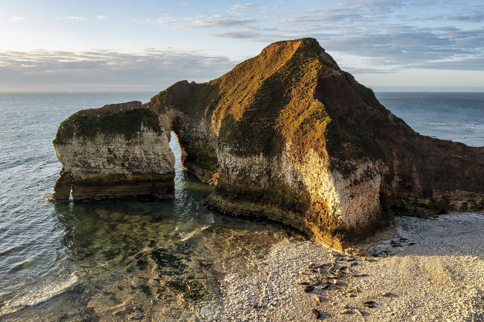 Flamborough Seal Images