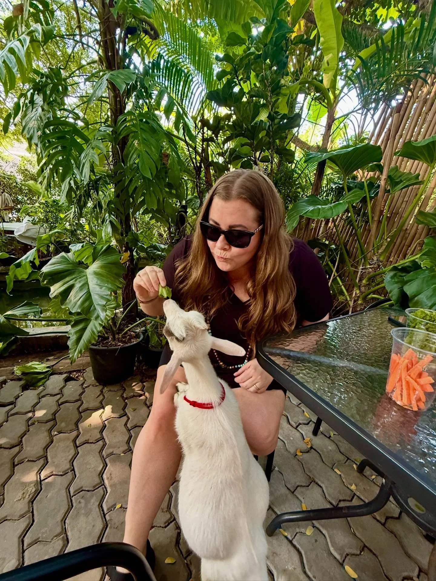 The best day of Lisa&rsquo;s life. The Bangkok goat cafe&hellip; 
@littlewoodrama9 

#bangkok #goatcafe #goatlove #littlewoodbangkok #thevirtualvoyagers