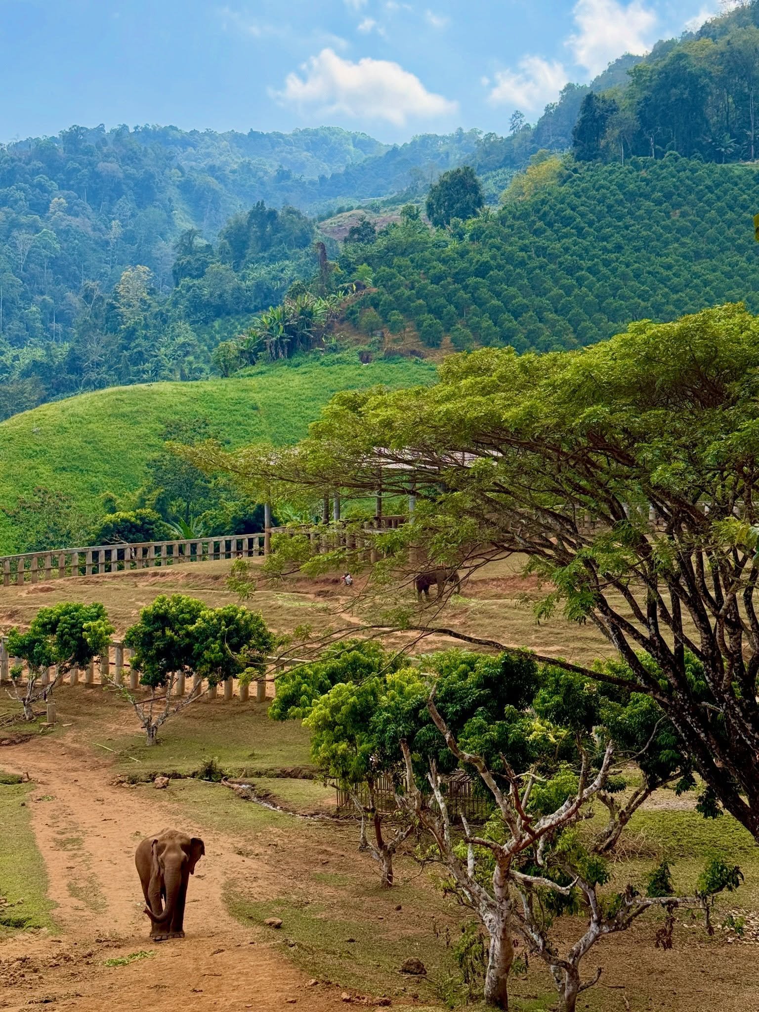 The @elephantnaturepark sanctuary has two locations in Chiang Mai. The main park where the majority of the animals and guests are, and the highlands site that we visited. It was a two hour drive from the city and is home to a smaller herd. Each eleph