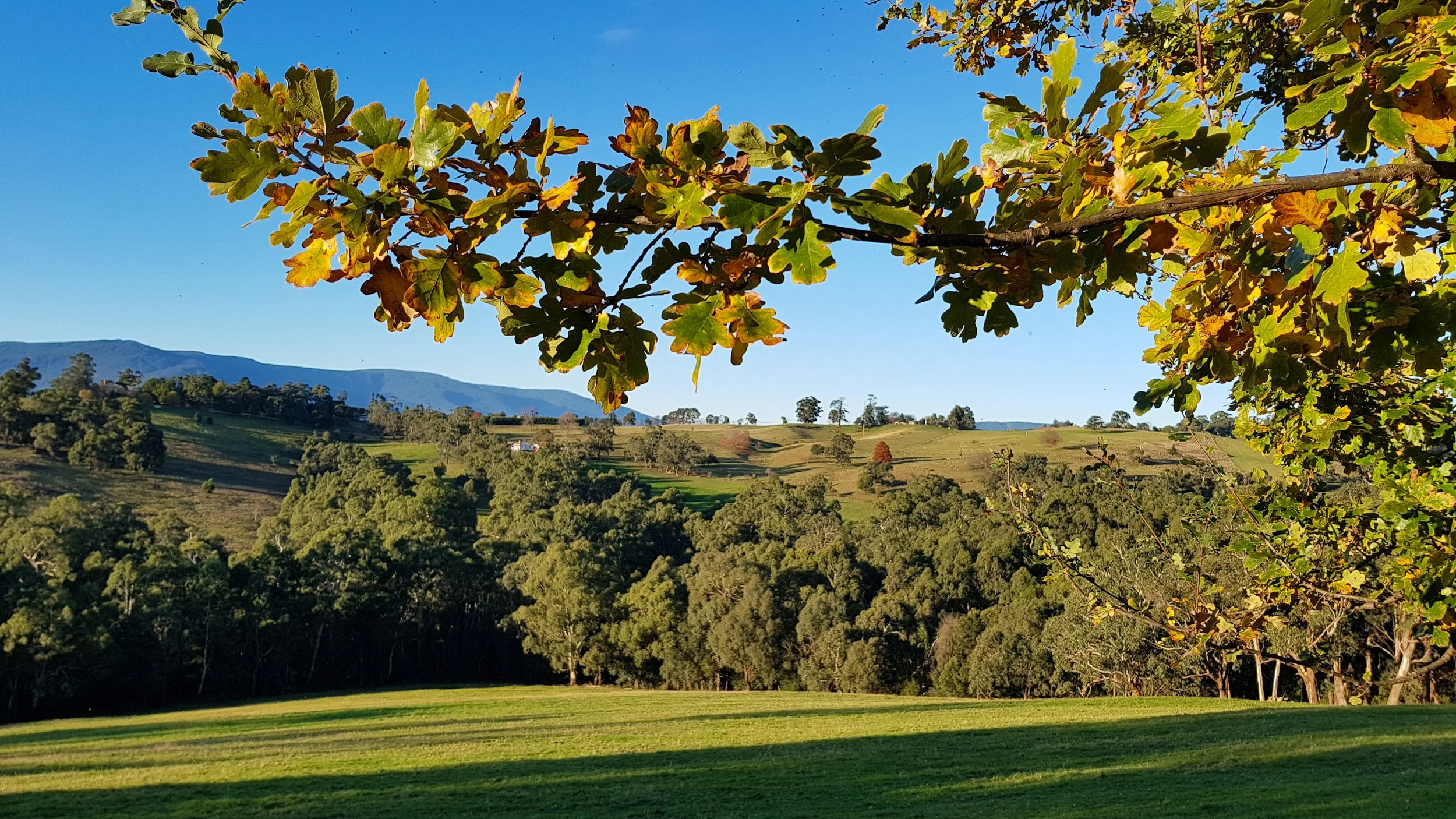 A scenic landscape view with rolling hills, green trees, and a clear blue sky, with a branch of green leaves in the foreground.