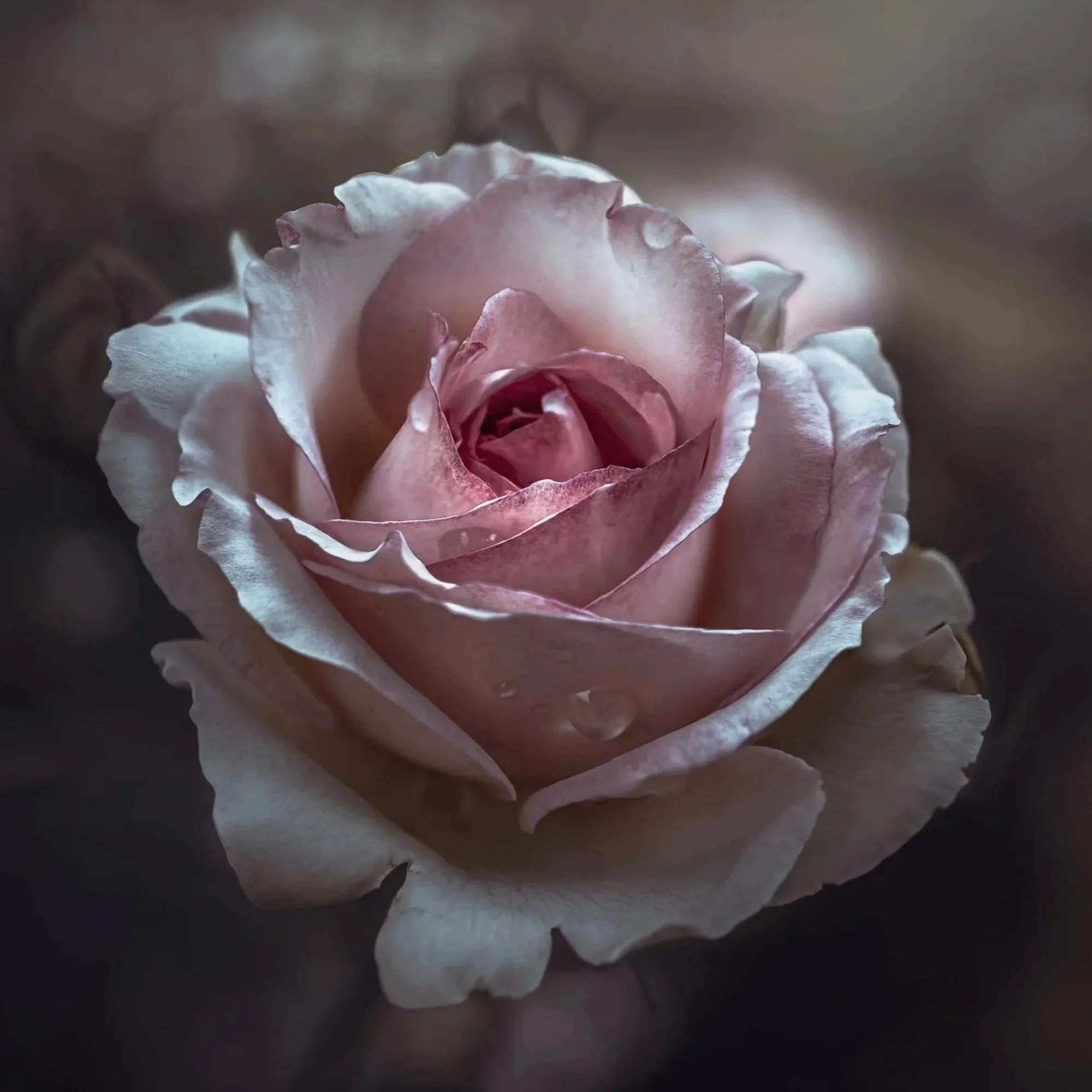 Close-up of a pink and white rose with ruffled petals, some water droplets on petals, dark blurred background.