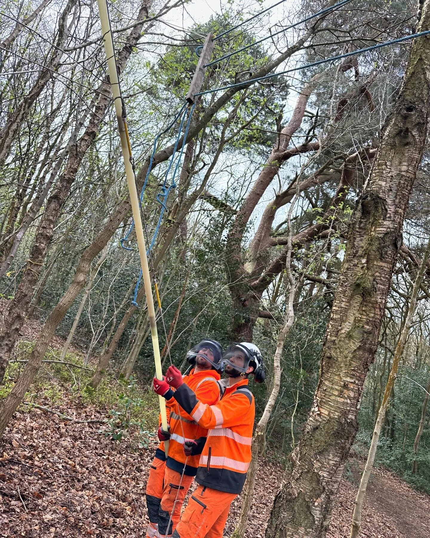 People holding equipment and looking up at tree line
