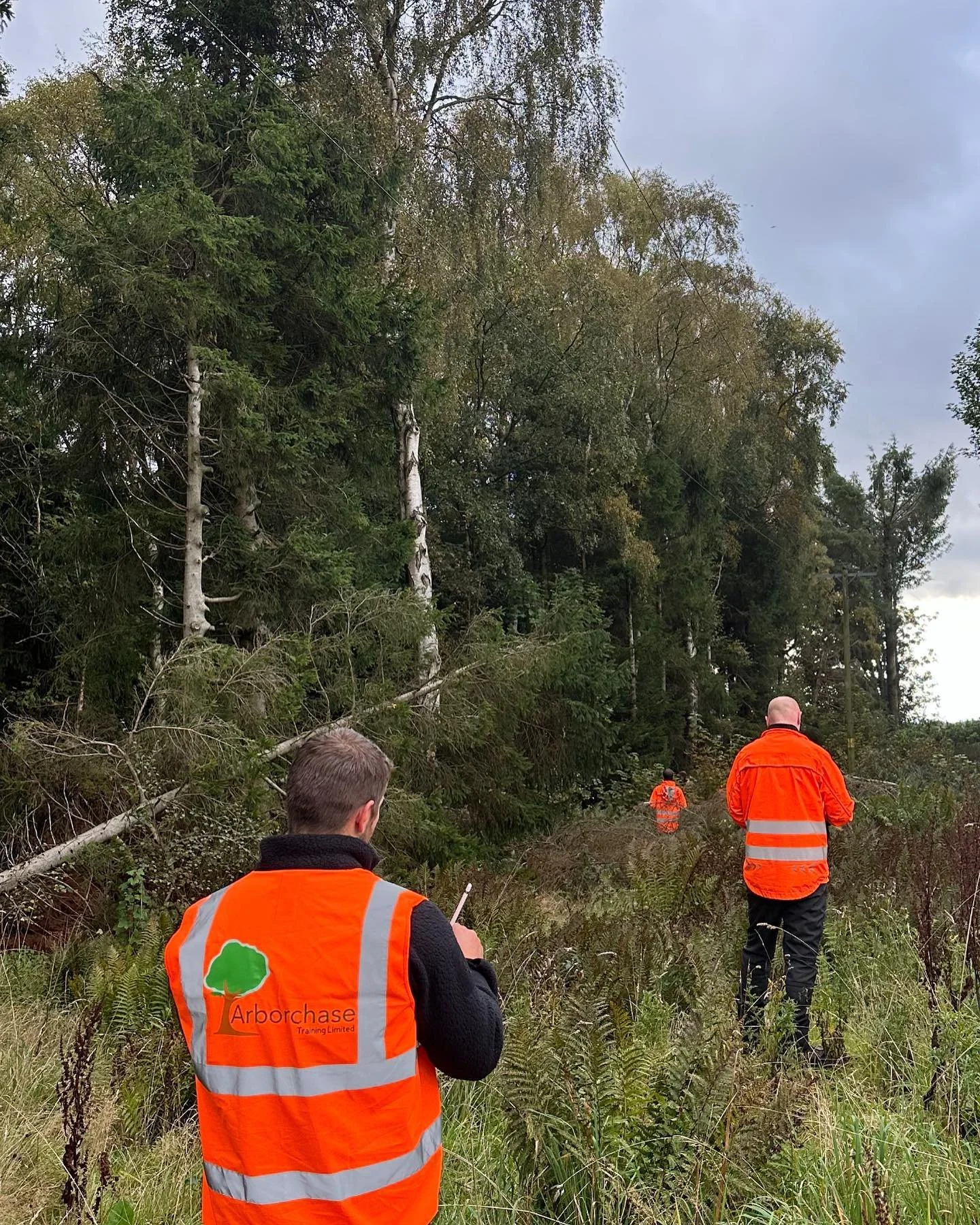 Males wearing high vis looking at trees