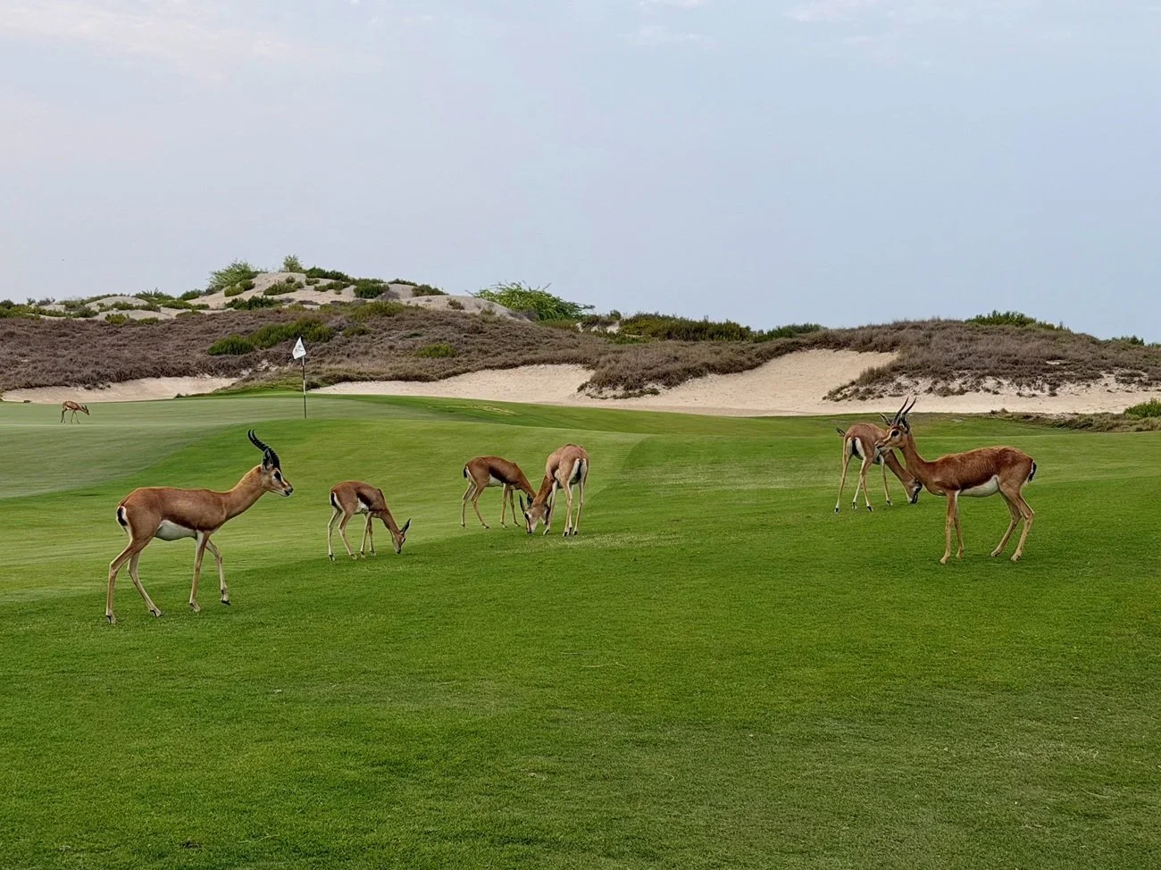 Saadiyat Beach Golf Course