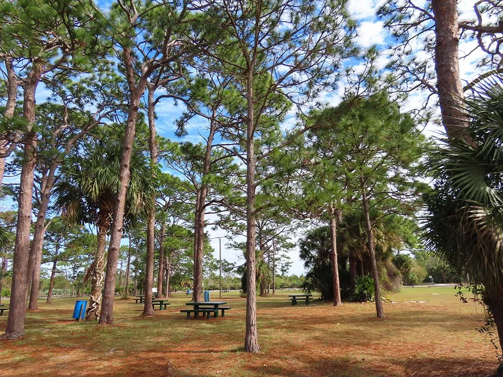Picnic tables under pine trees at Wickham Park in Melbourne, Florida.