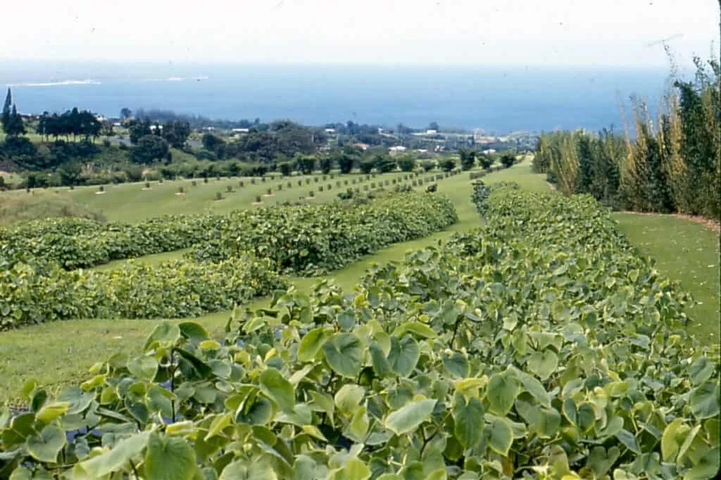 A field of kava plants with the ocean in the background