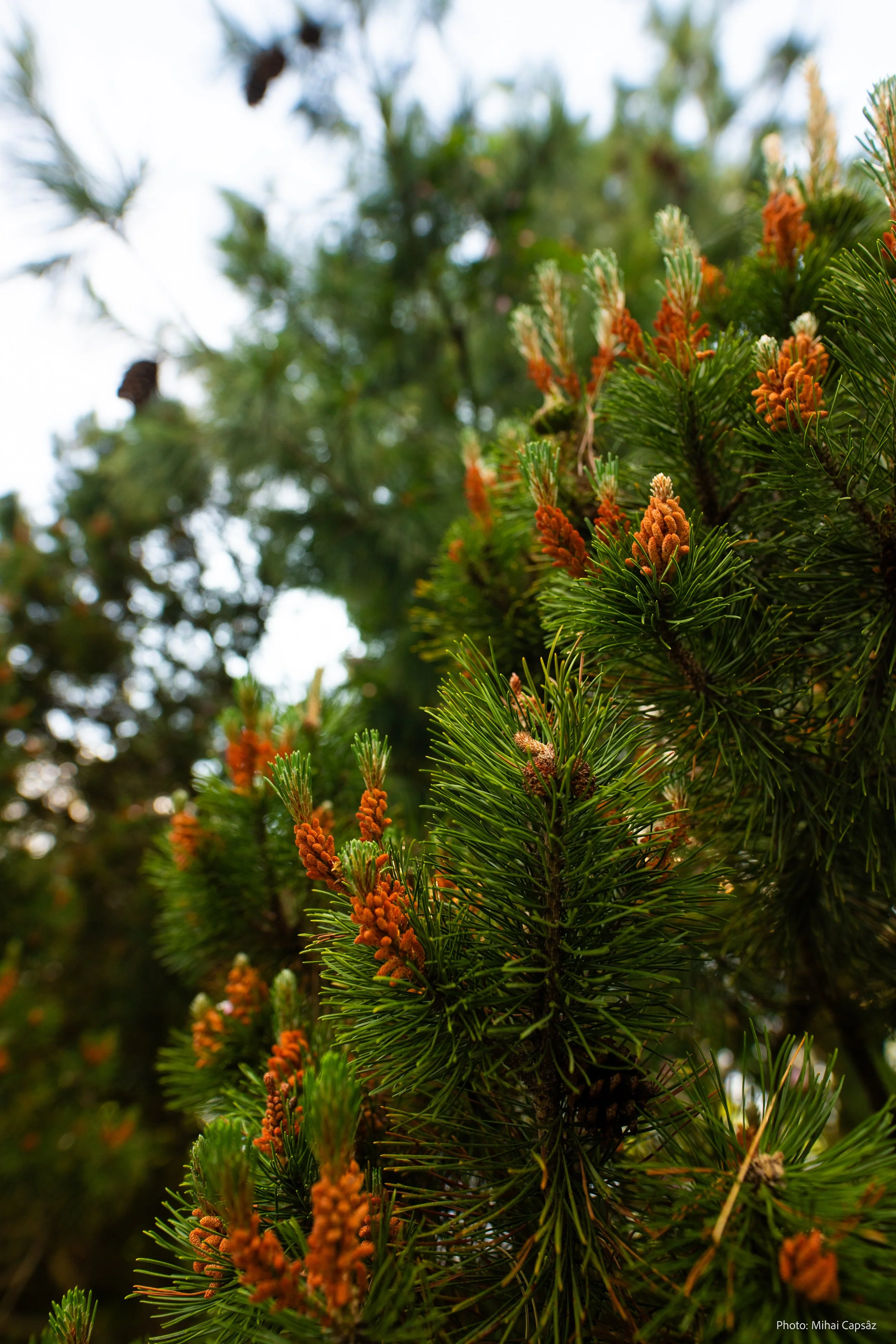 Mihai_Capsaz_botez Achim 20230527 [MaxRes]_679.jpg