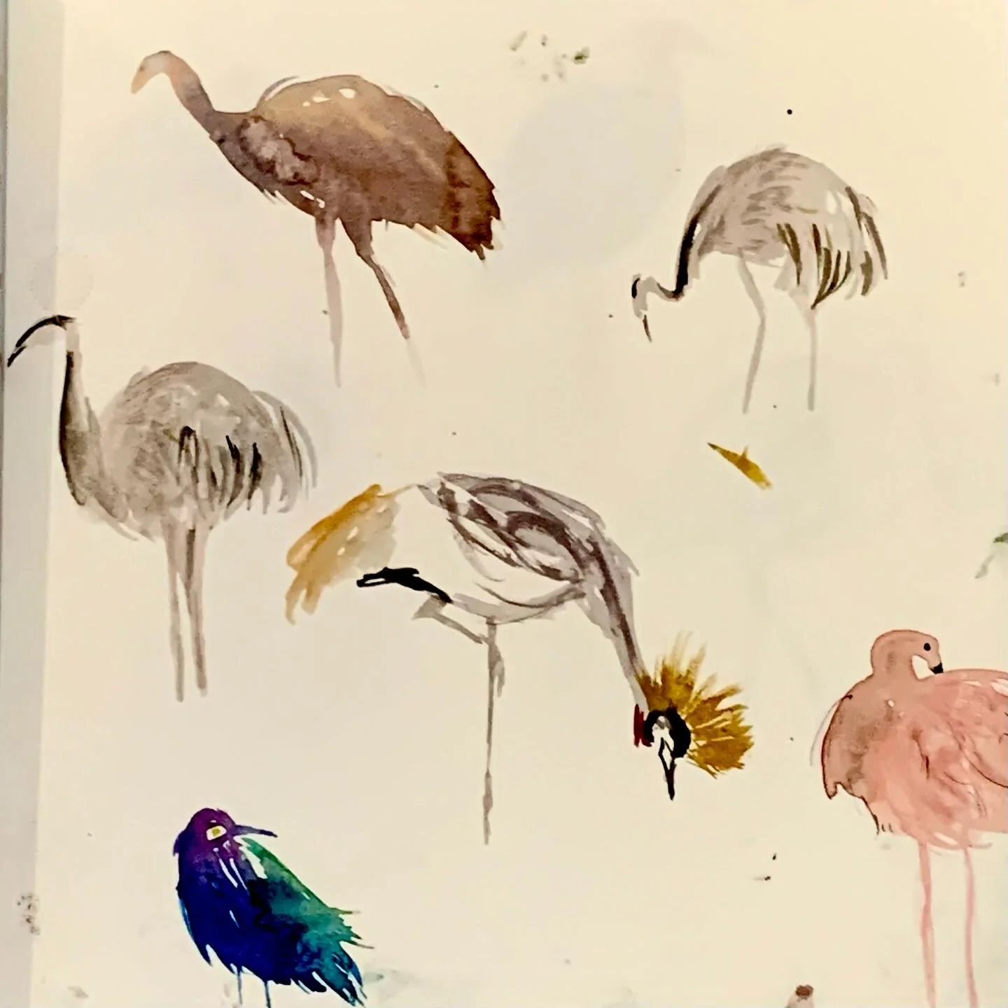 Hii!! I went to a Bird World trip today with @farnhamanimation and thought I&rsquo;d share some of my observational paintings of the cute little birdies. 🦜🦩

I used mainly watercolours for these, but also oil pastels, pens and colouring pencils for