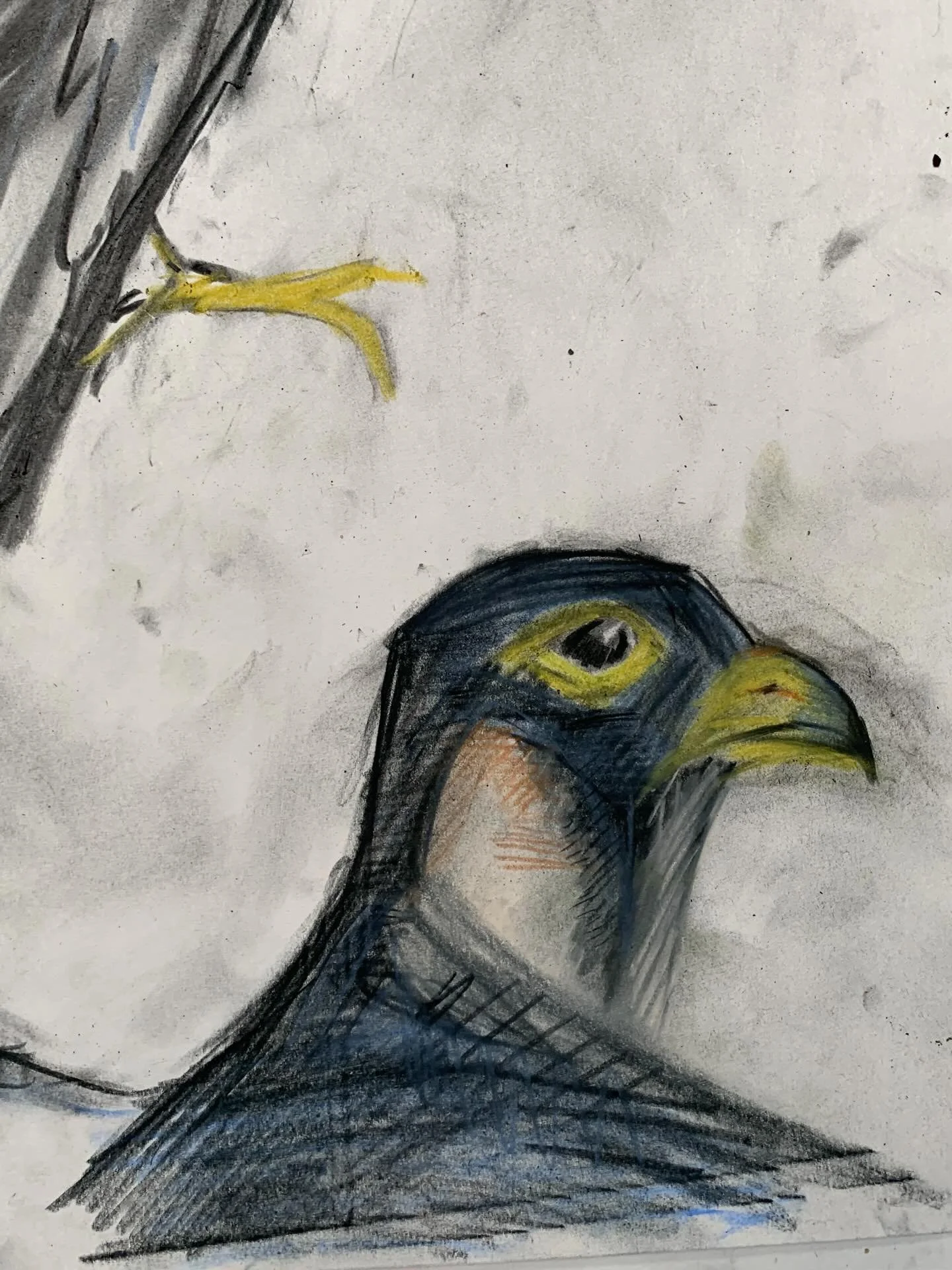 I did some sketches for the animal life drawing class in @farnhamanimation 
I had so much fun!! The falcon was so melodramatic but I respect it. 

#lifedrawing #charcoal #pastel #animals