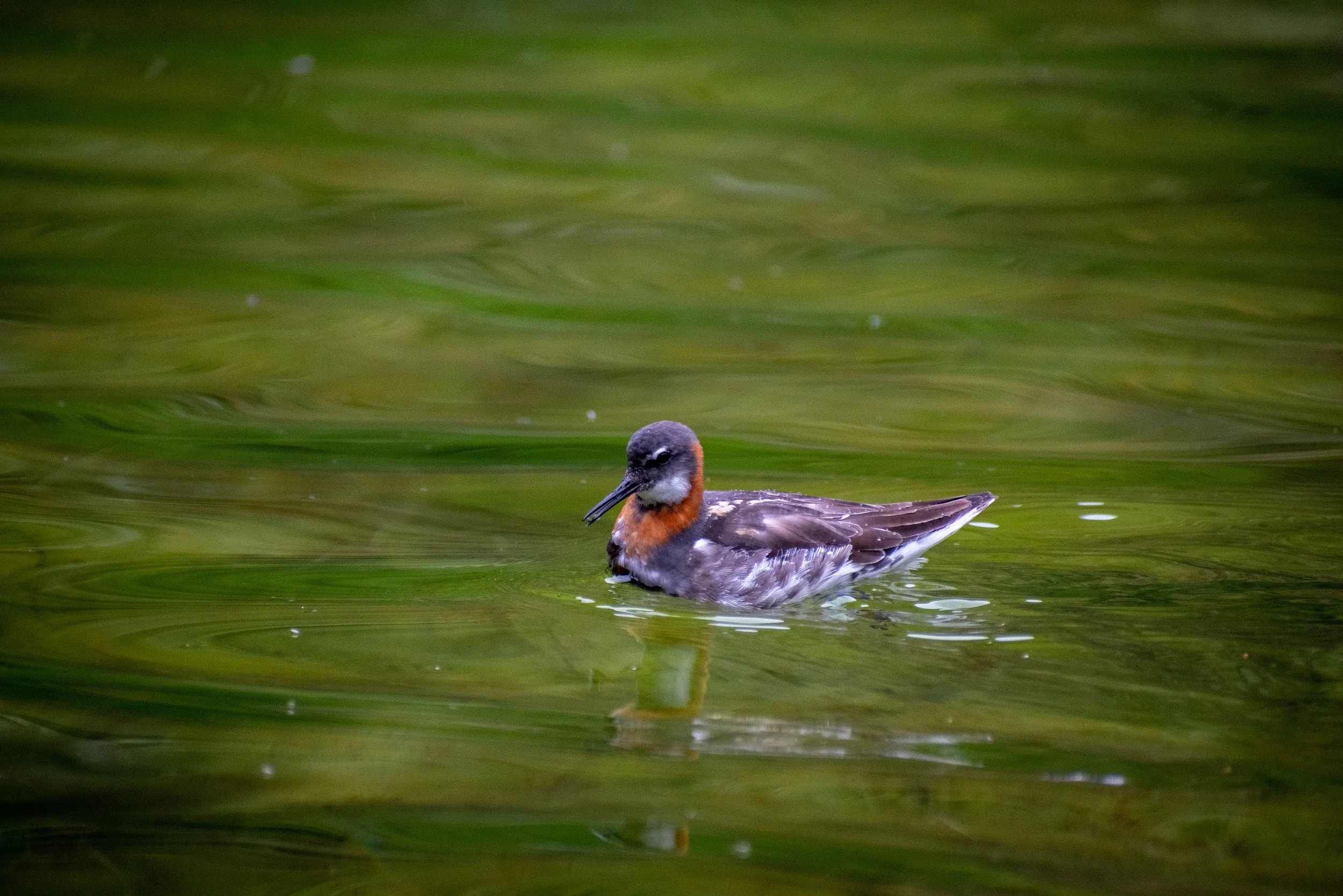 DSC_0450.jpg