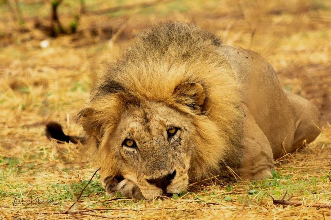 A male lion lying on dry grass with a large, full mane, gazing directly at the camera.