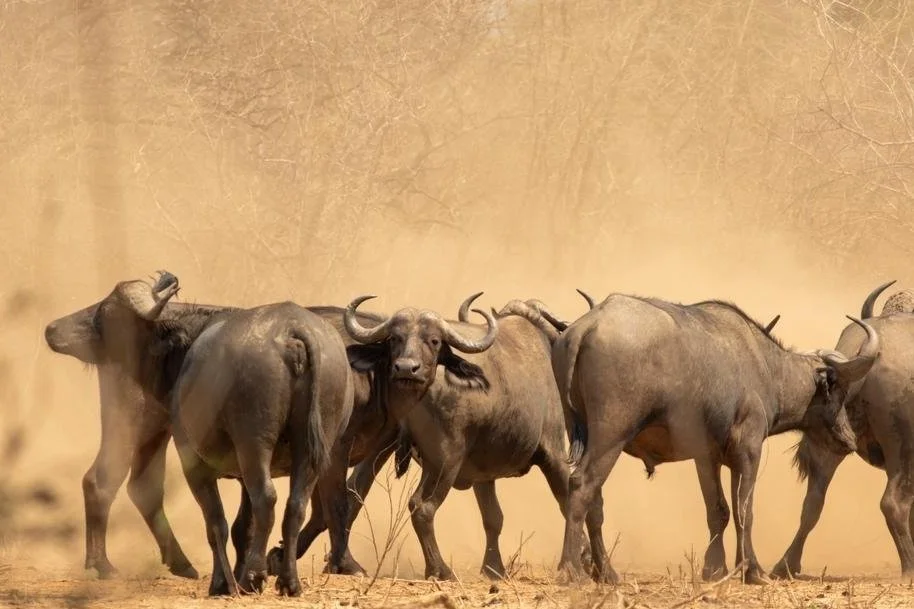 A group of African buffaloes walking through a dusty plain.