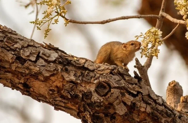 A small furry animal, possibly a rodent, on a tree branch next to a flowering twig.