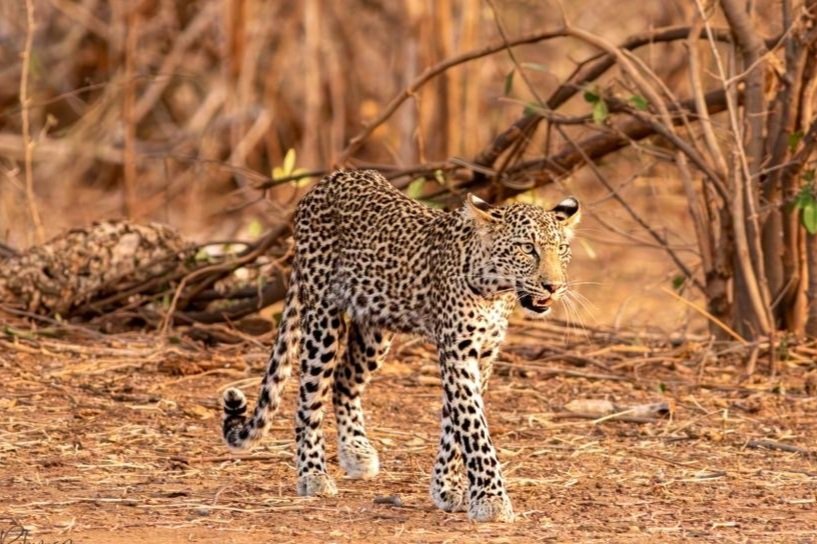 A jaguar walking through a dry, wooded forest floor.