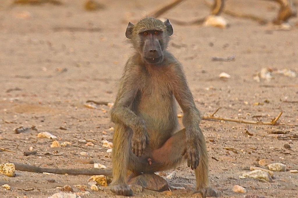 A baboon sitting on the ground in a dry, rocky area.