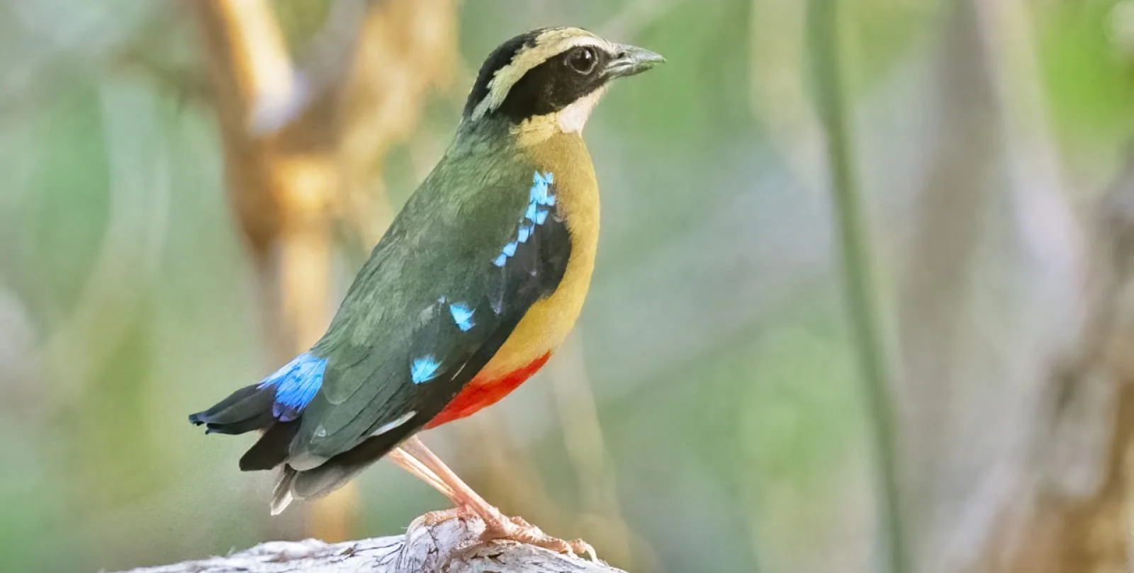 A colorful bird perched on a branch with a blurred natural background.