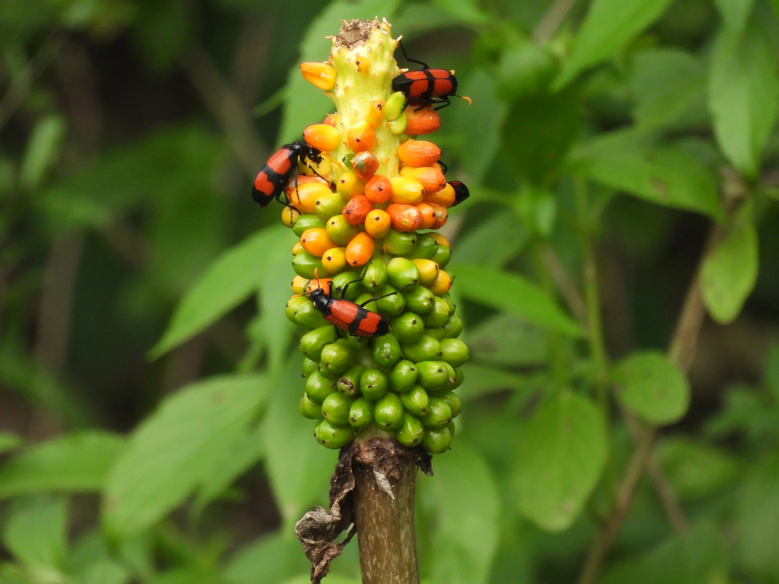 Cluster of green, yellow, and orange berries on a brown stem surrounded by green leaves.