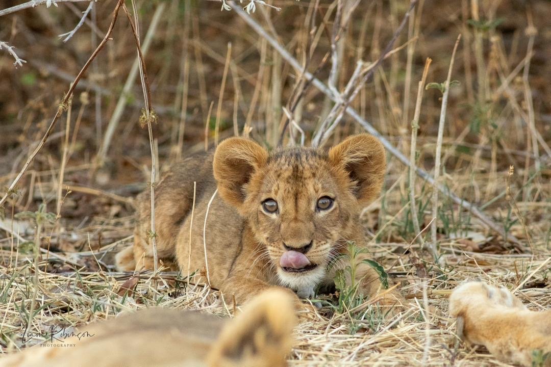 A young lion cub lying on the dry grass with its tongue out, surrounded by dry grass and small plants.