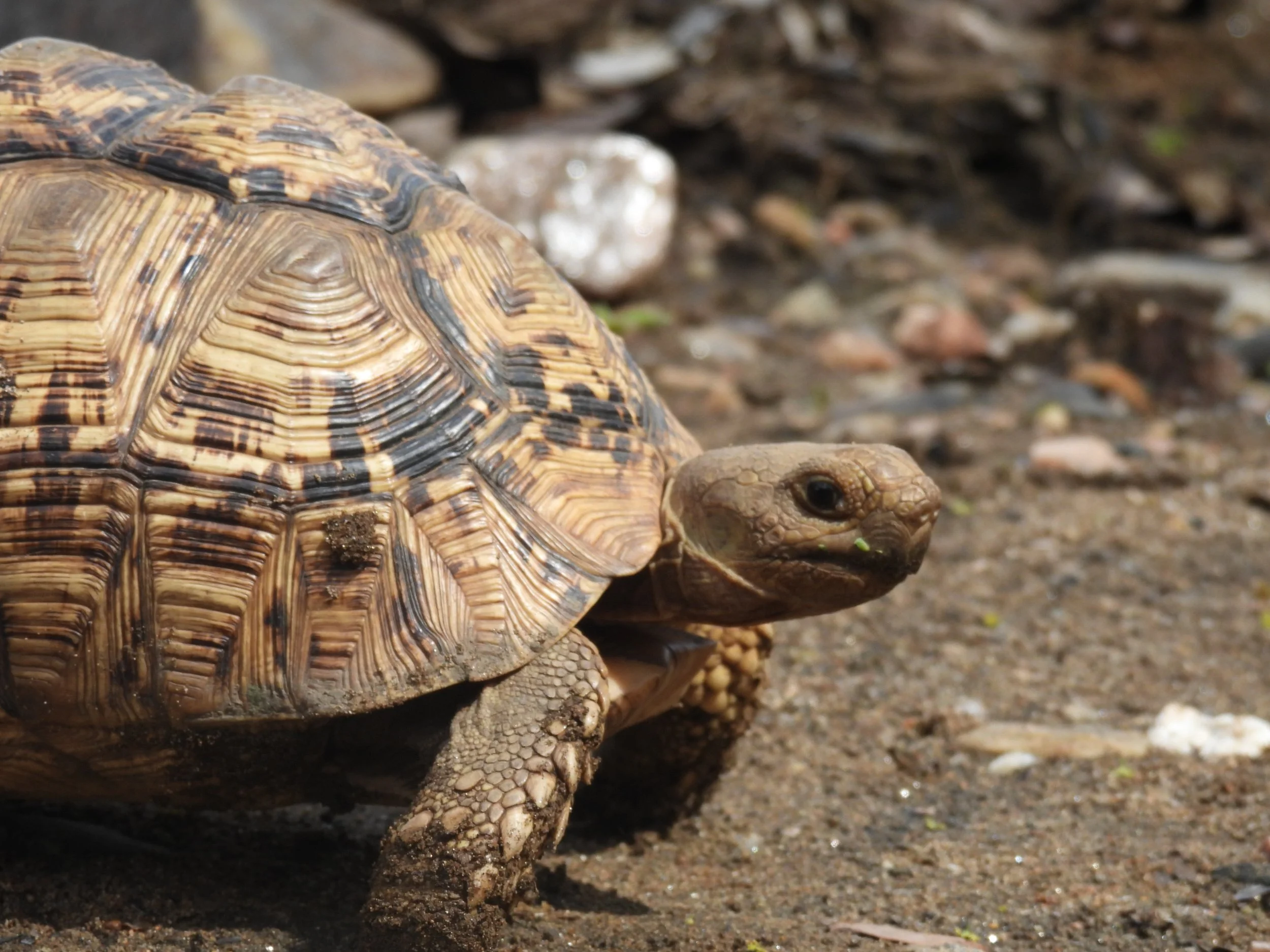 Close-up of a tortoise on sandy ground, showing detailed patterned shell and head.