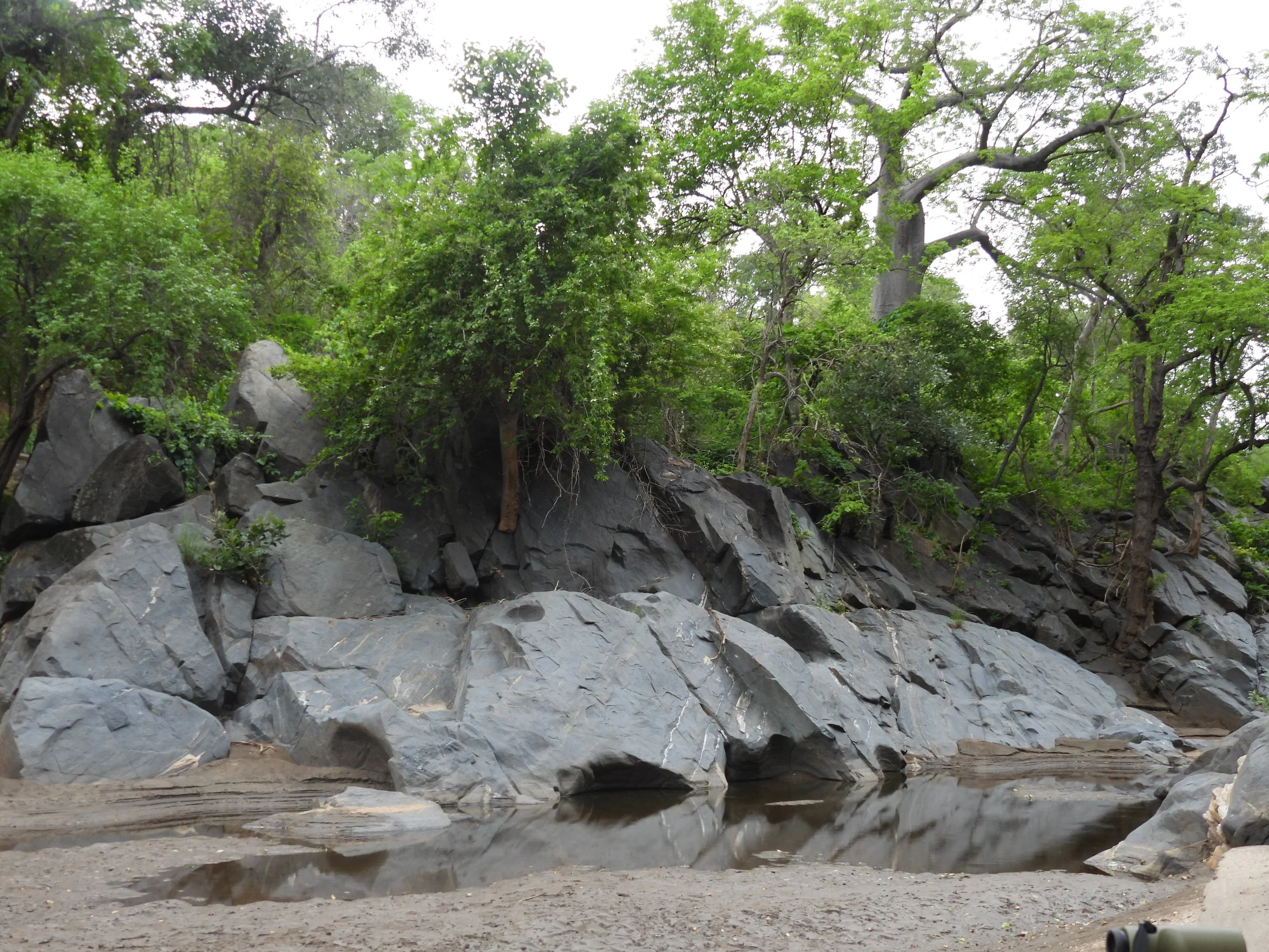 A rocky shoreline with large dark gray rocks, some covered with green vegetation, next to a body of water. Above, lush green trees and bushes grow on a slight incline, with some tree branches extending outward.
