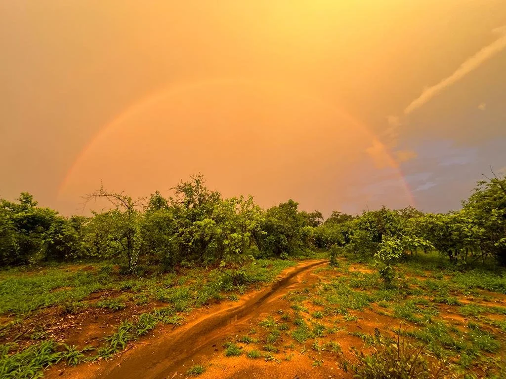 A rainbow in the sky above a green orchard with a dirt path