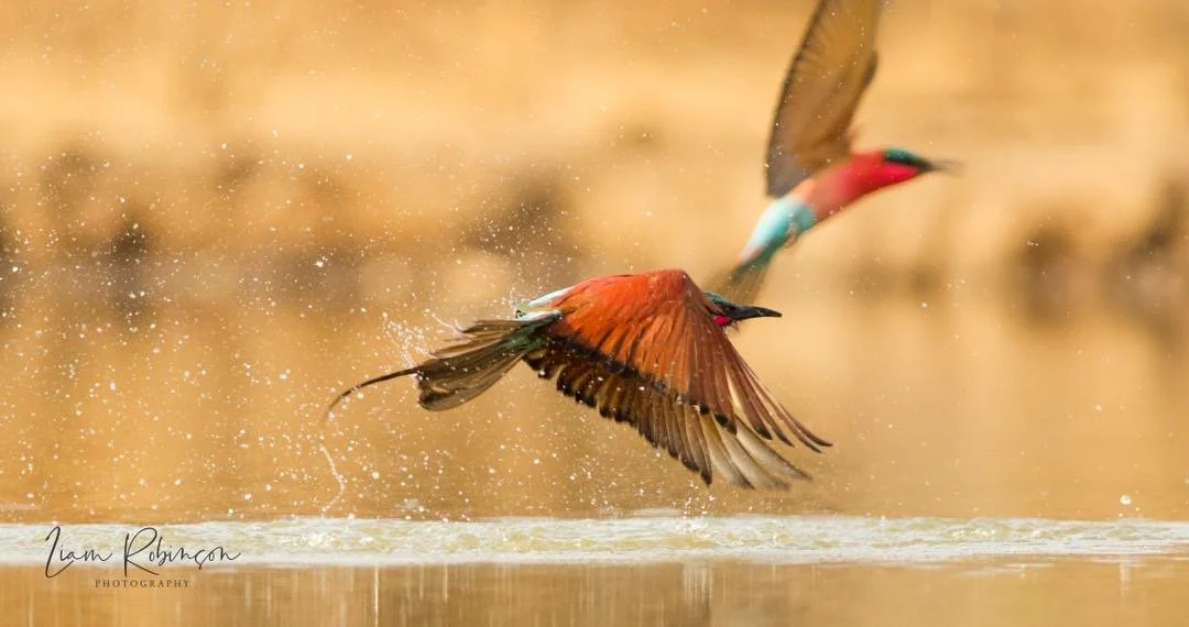 Two colorful kingfishers taking off from water with splashes, in a natural setting.