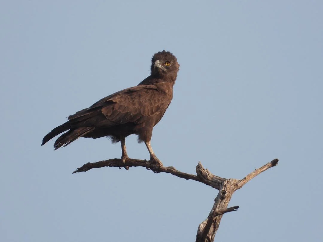 A dark brown bird of prey with yellow eyes perched on a bare tree branch against a clear sky.