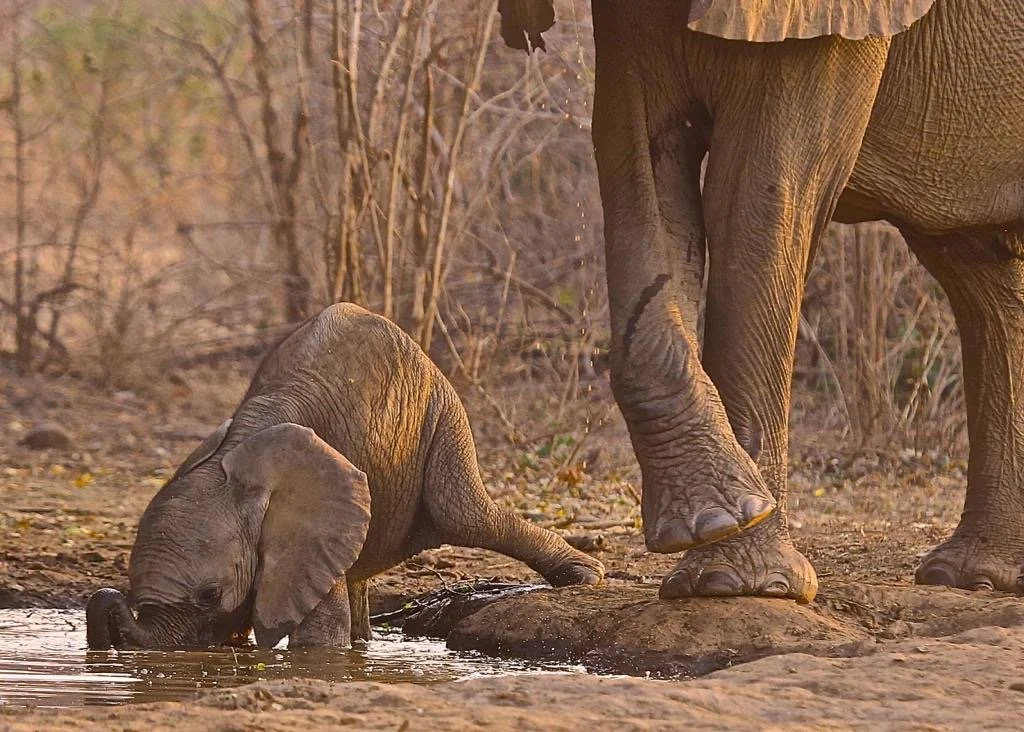 A baby elephant drinking water from a muddy waterhole next to an adult elephant in a dry, wooded area.