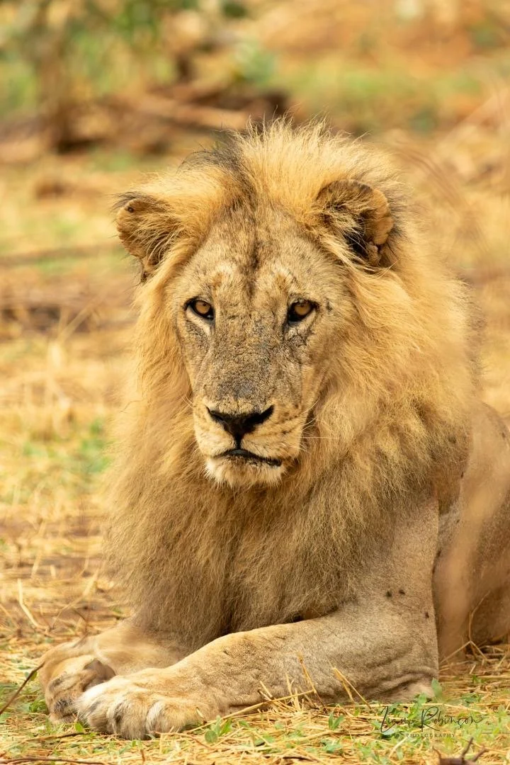 A majestic adult male lion lying on the ground in a natural savannah habitat with tall dry grass and scattered green plants.