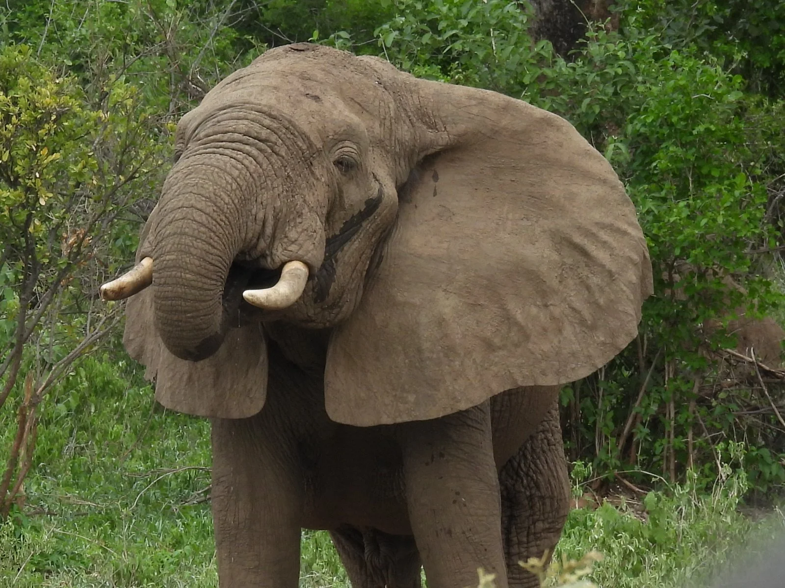 A close-up of an adult elephant in a green, bushy environment.