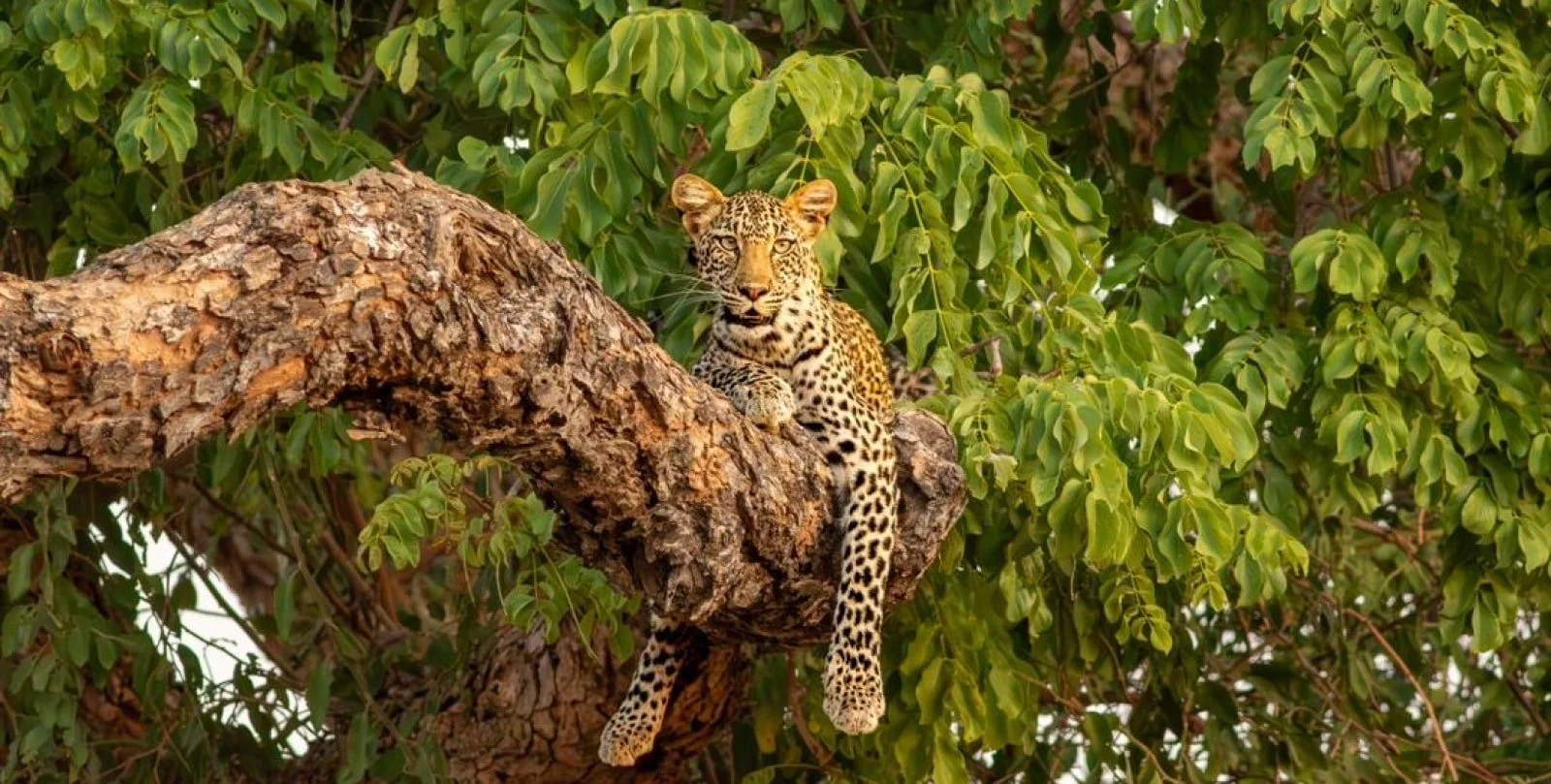 A leopard resting on a tree branch surrounded by green leaves.