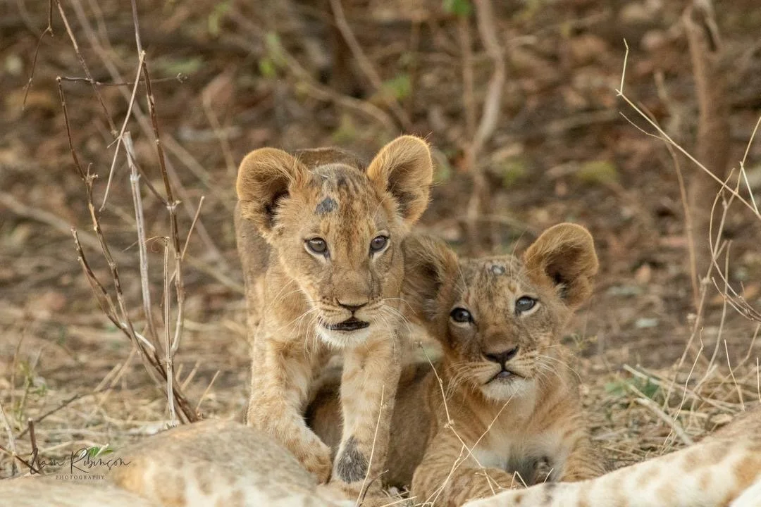 Two young lion cubs sitting on the ground among dry grass and thin branches.