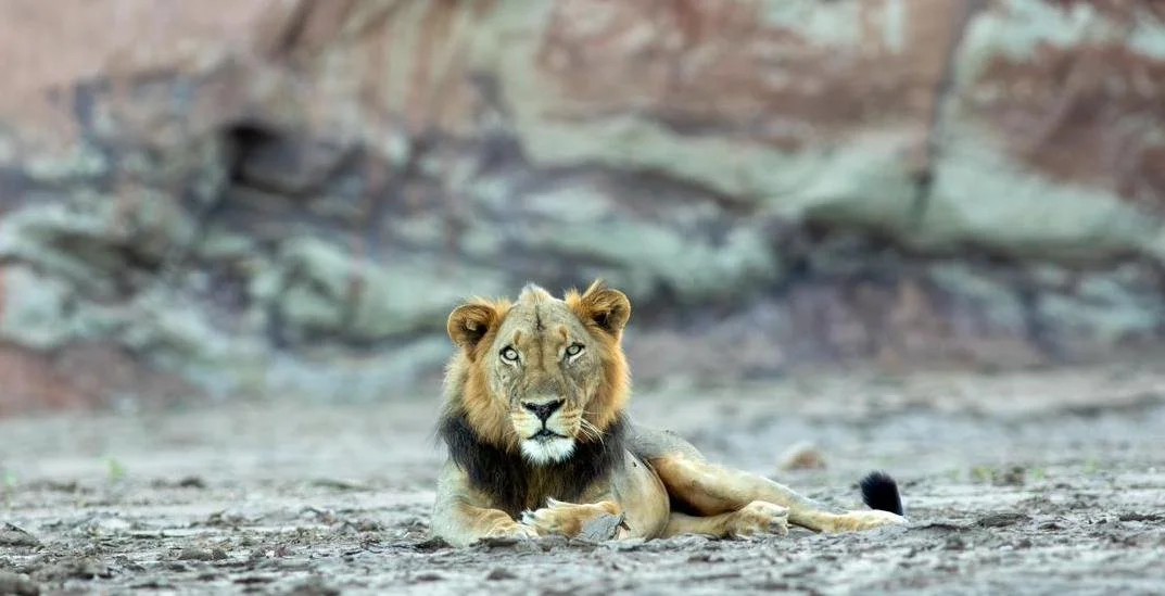 Lying lion in a desert landscape with rocky background.
