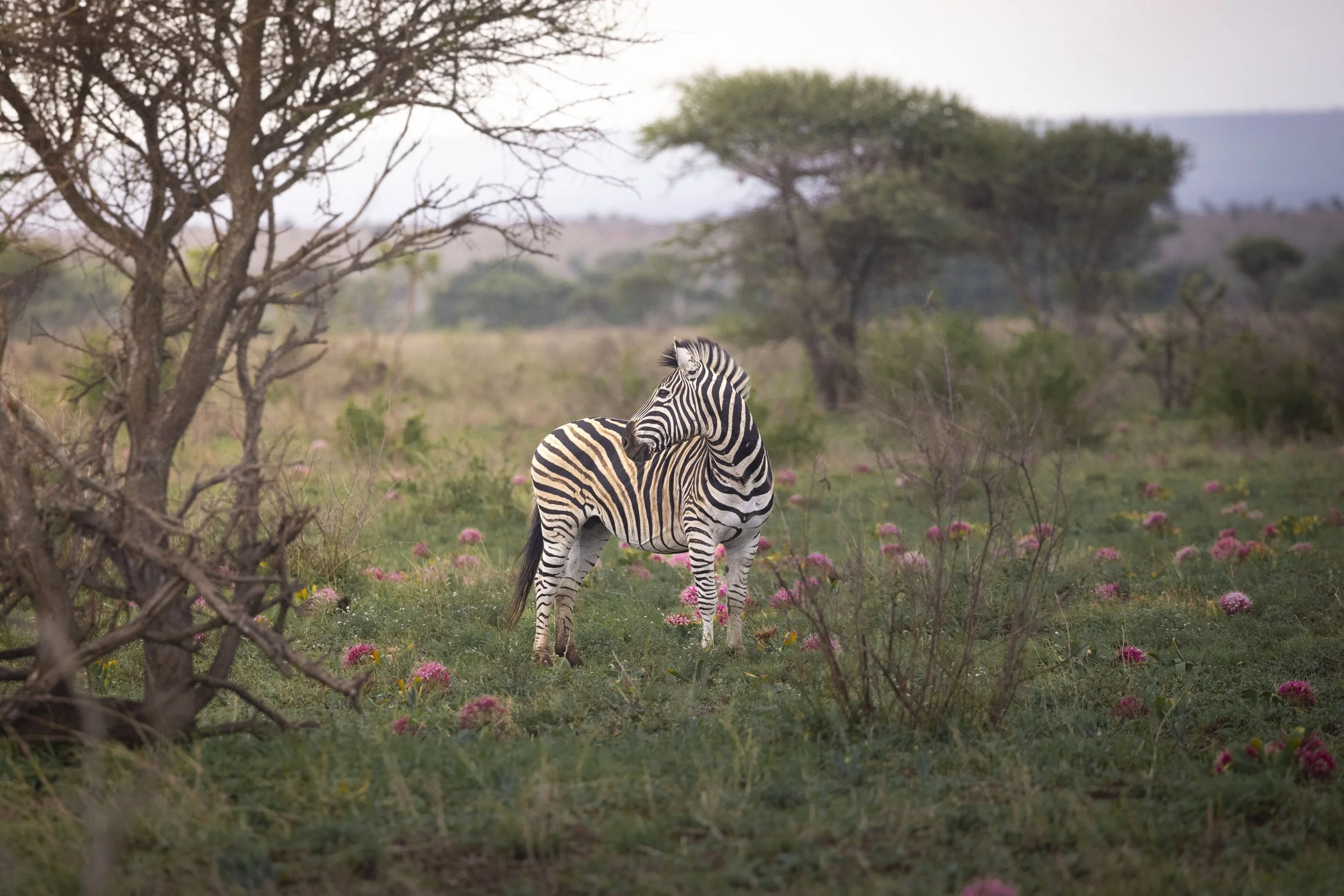 Zebra in a bright field of flowers