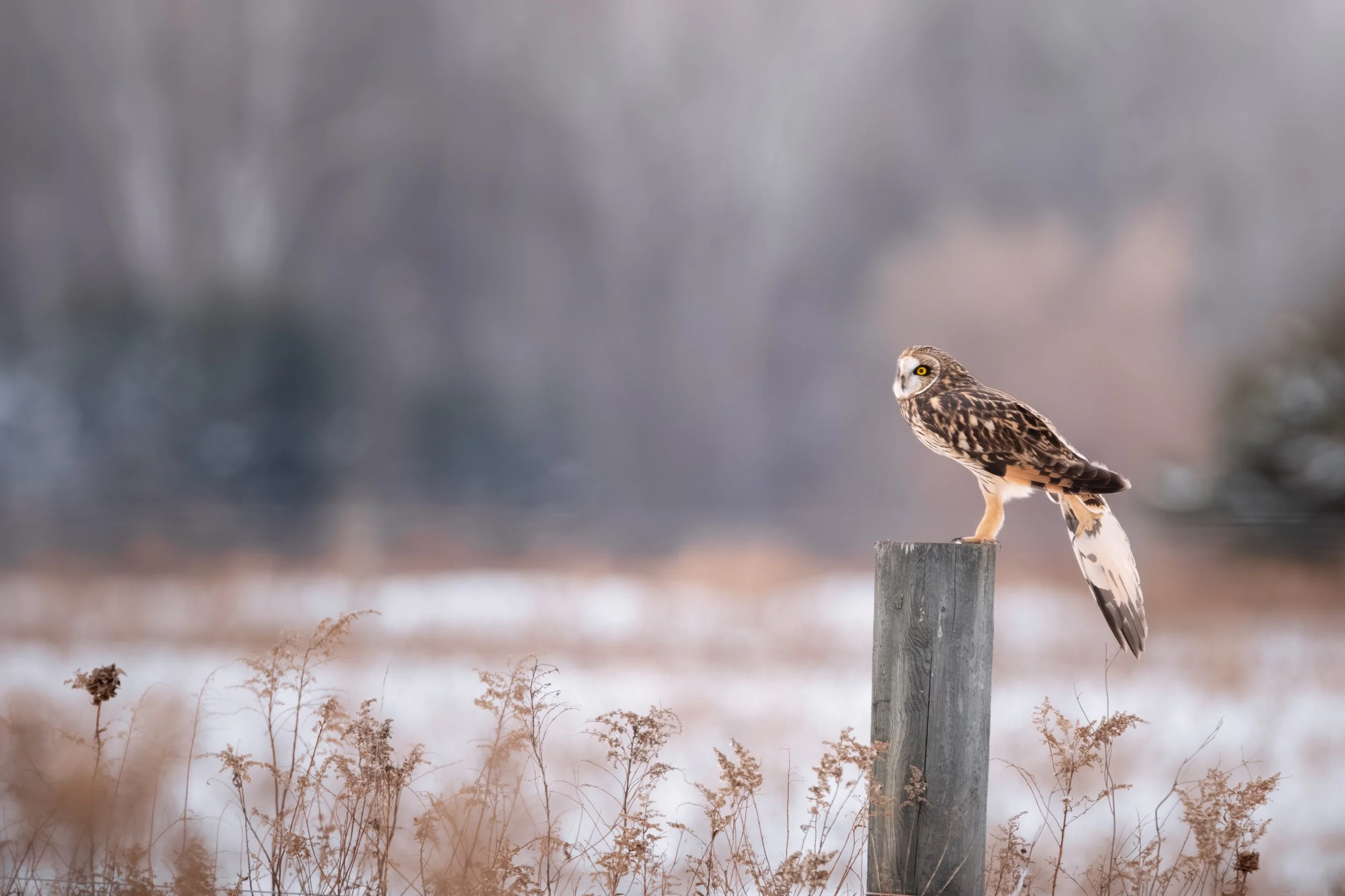 Short Eared Yoga.jpg