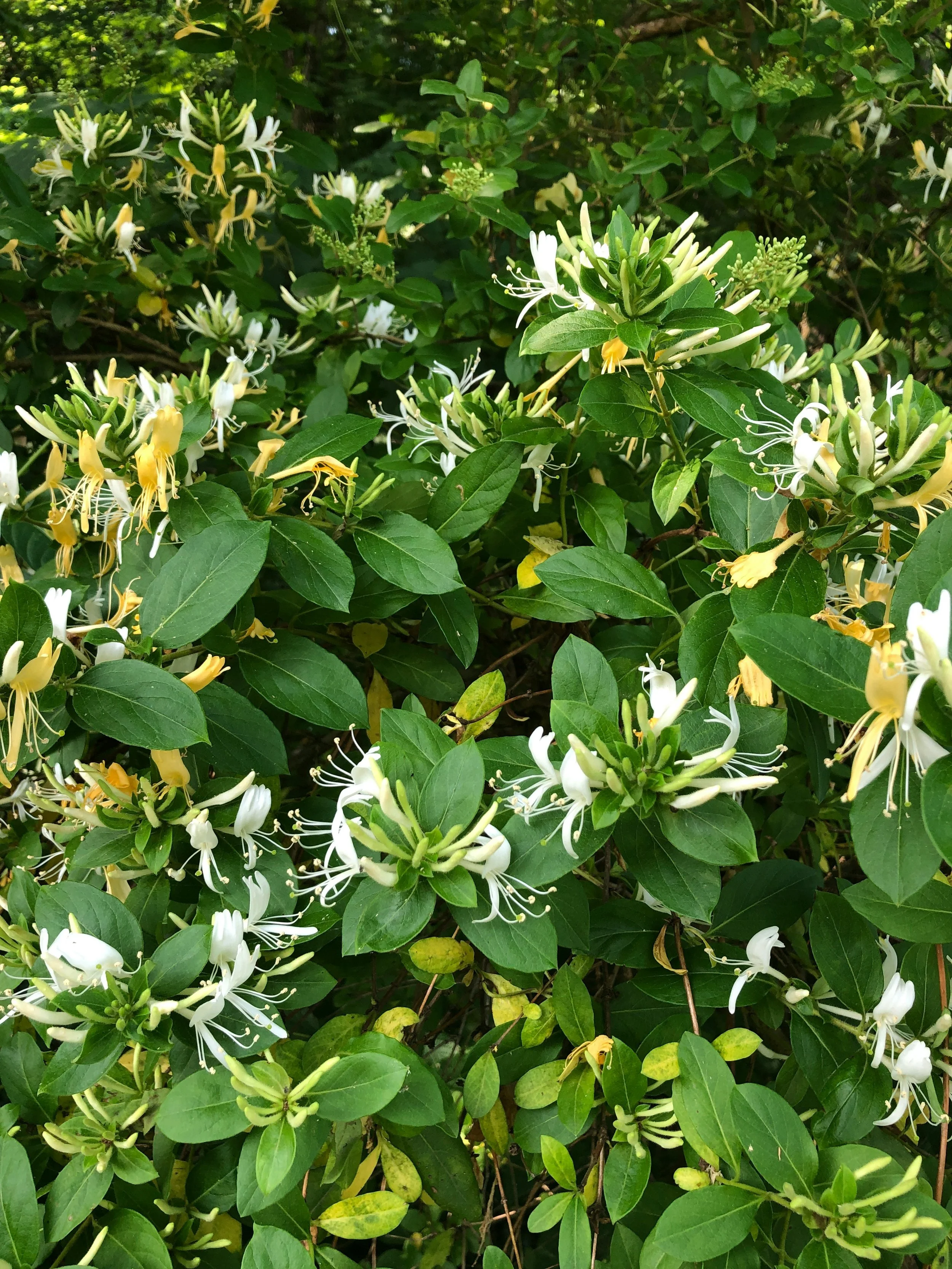 Honeysuckle