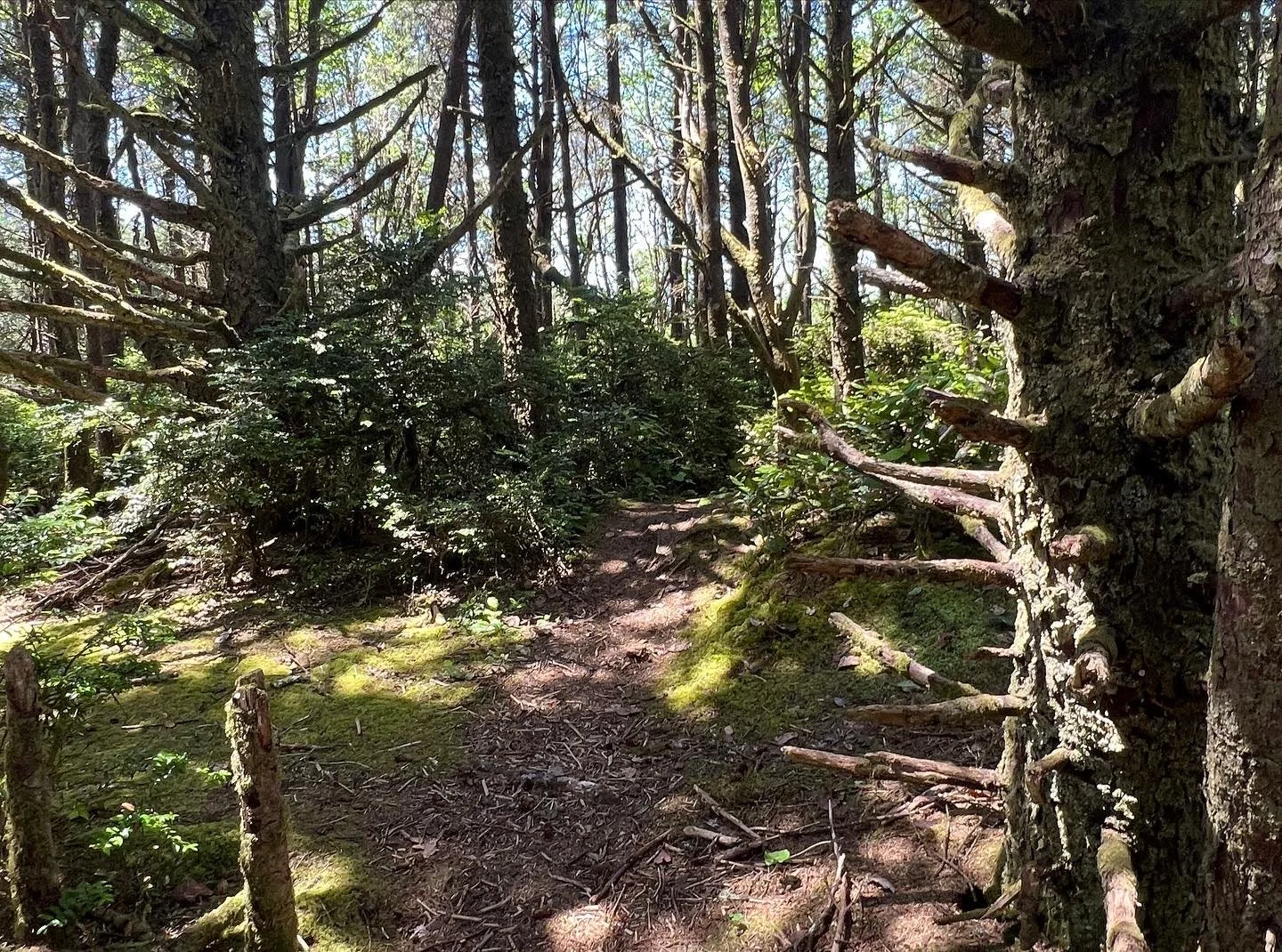 The Hundred Acre Woods