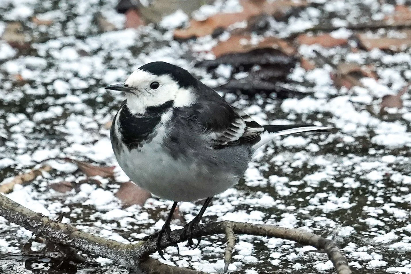 Wagtail-Rivelin Valley-January 2026