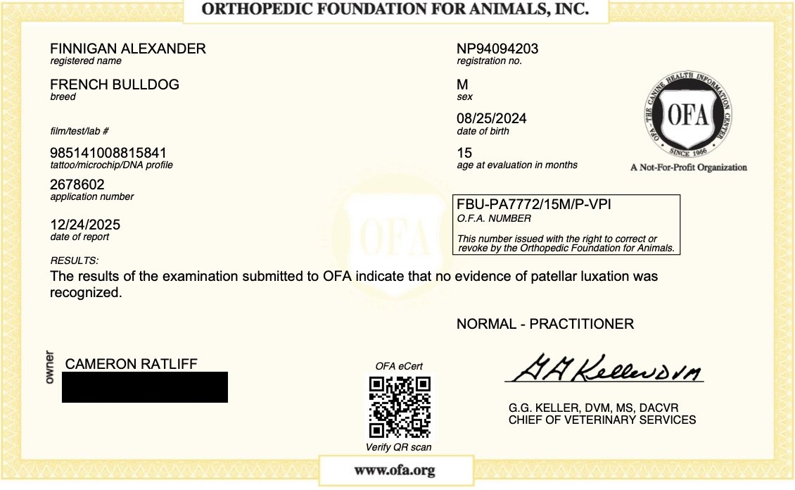 Veterinary certificate for a French Bulldog named Finnigan Alexander, issued by the Orthopedic Foundation for Animals, indicating no evidence of patellar luxation.