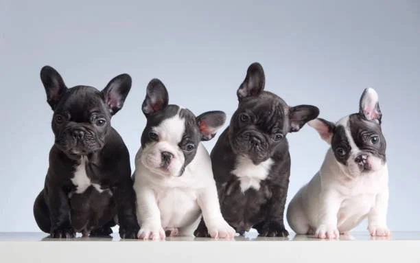 How Much Does a French Bulldog Cost in 2026?