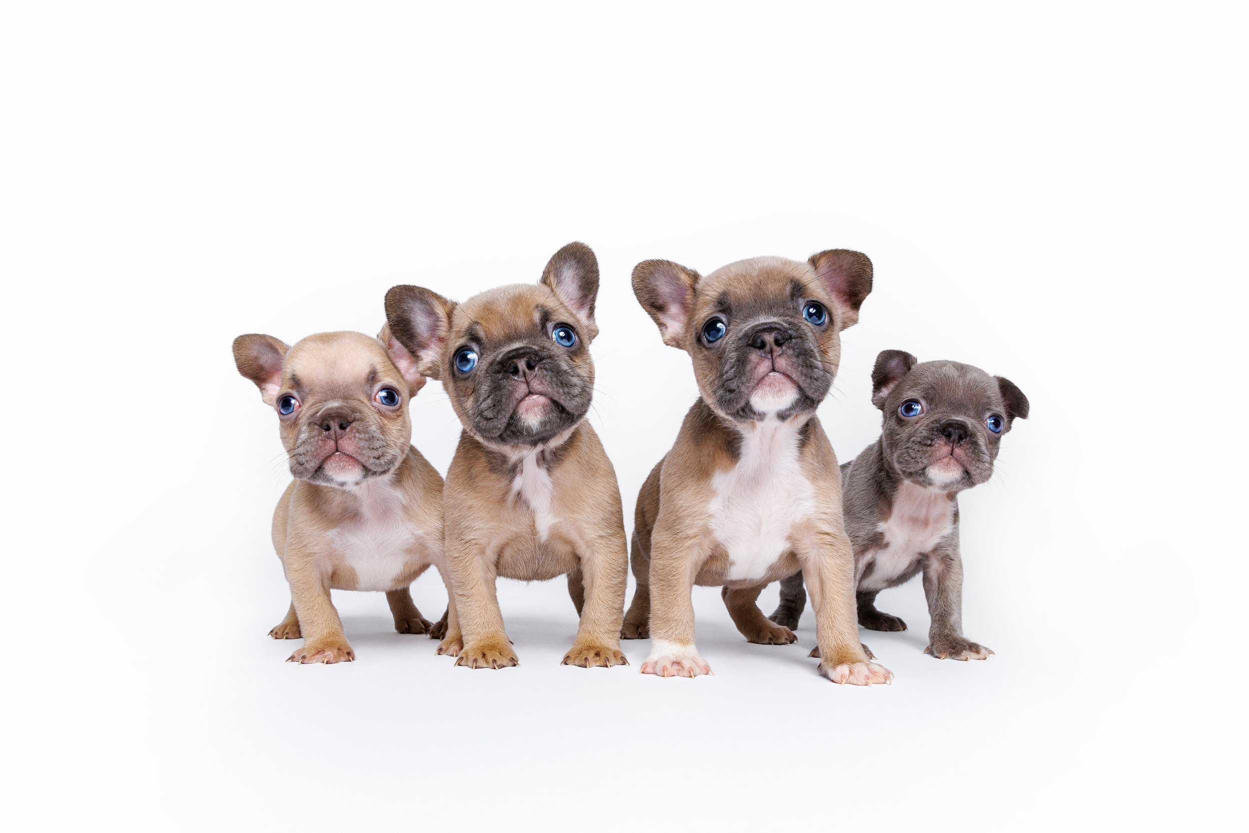 What to Look for When Choosing a French Bulldog Breeder