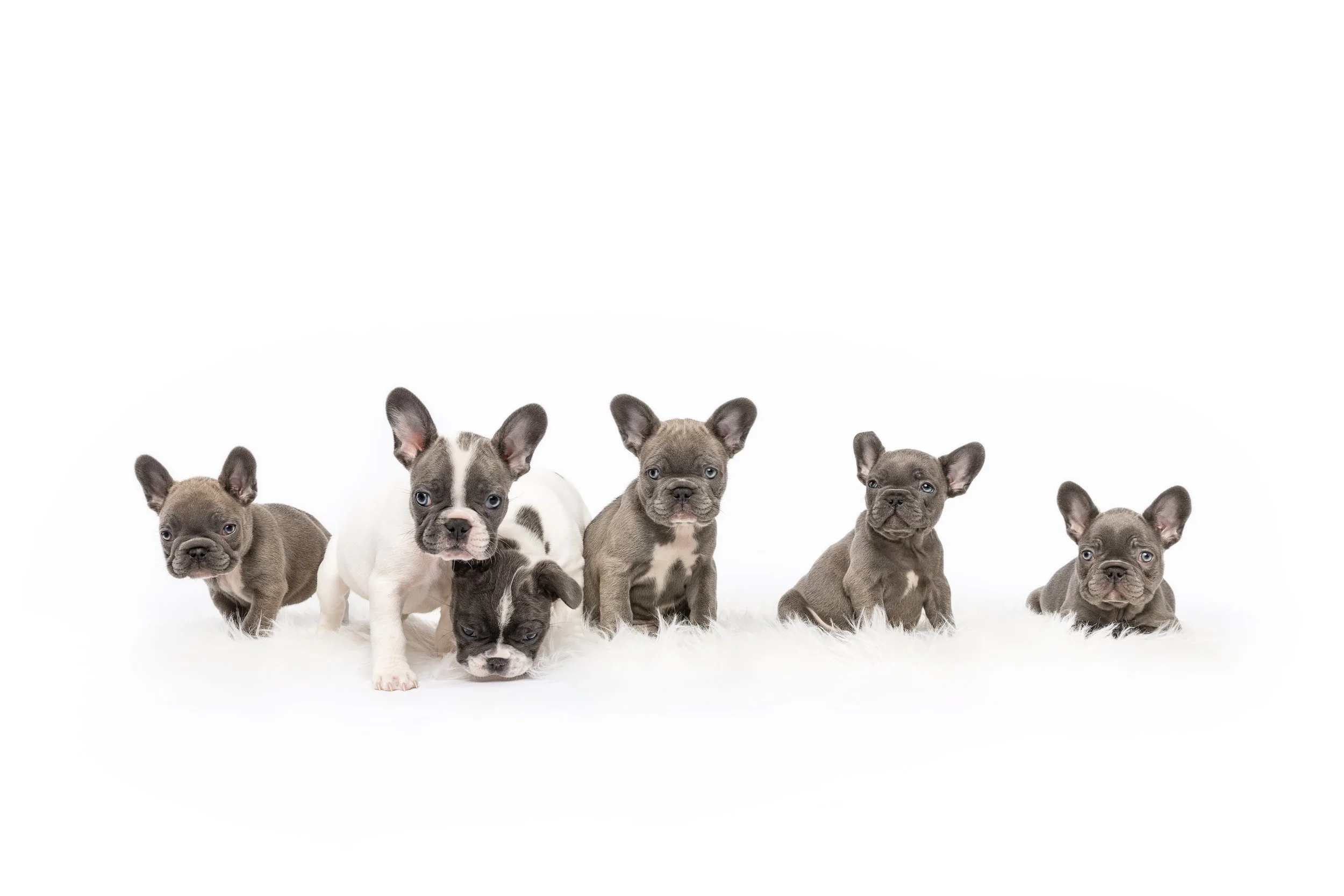 Six adorable French Bulldog puppies sitting and lying on a white fluffy surface against a white background.