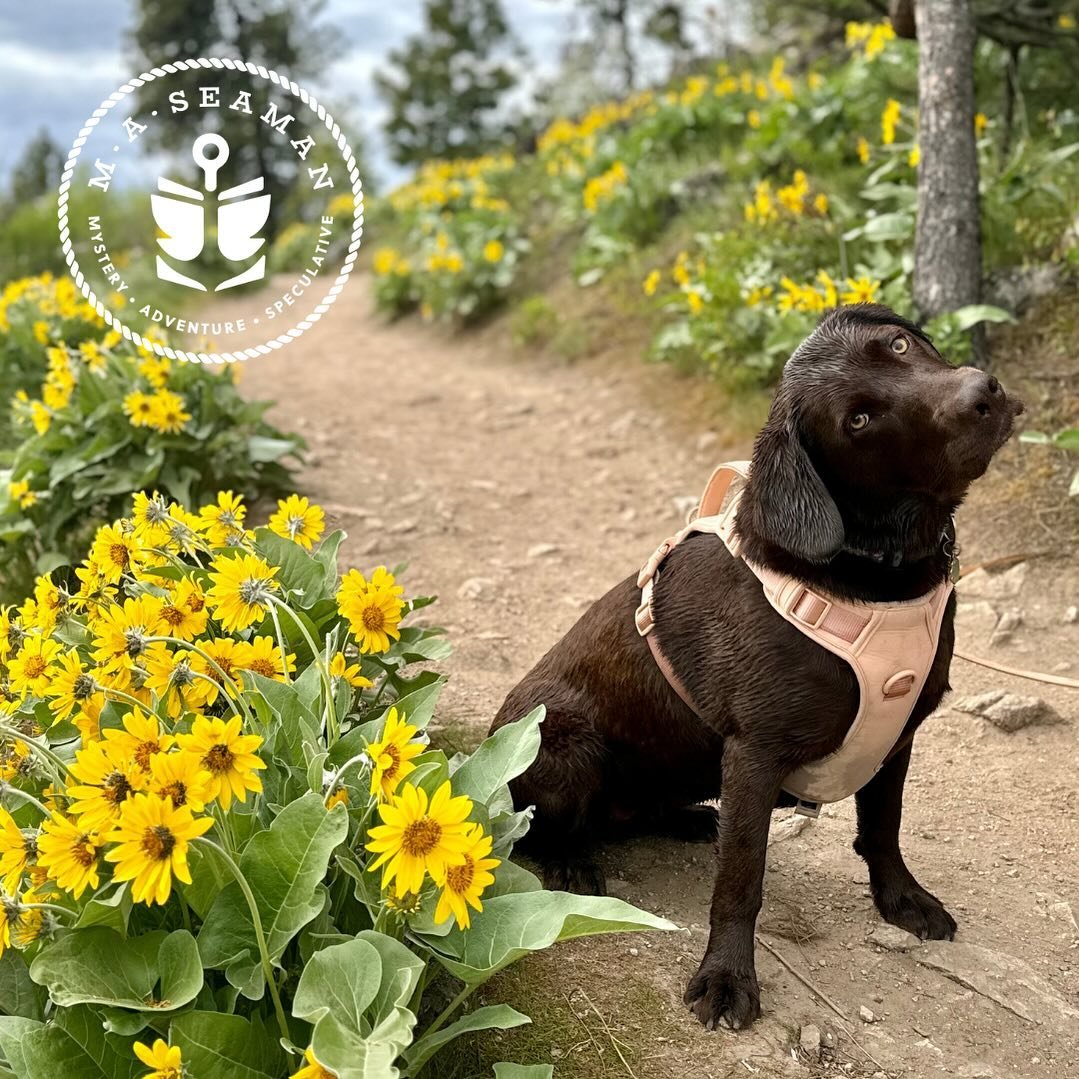 The journey to publication is long, so it&rsquo;s important to pause &amp; enjoy the moment. While taking a break from revisions to hike a local trail, my #LiteraryLabrador reminded me to &ldquo;stop &amp; smell the roses.&rdquo; Each phase of the ad
