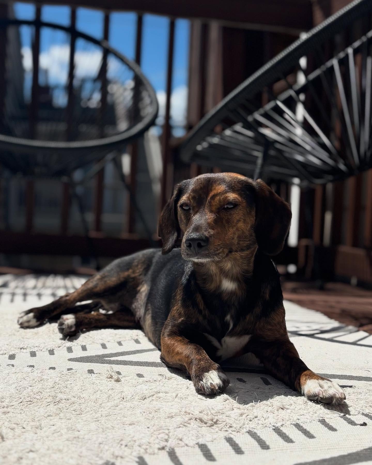 Say hello to Frankie, the newest love in Cudi's life 😝! In addition to her weekly dog walks, we were lucky enough to spend quality time with her over MDW - so many laughs and snuggles! Miss you already baby girl 😘

#welcometothecrew #cudiscaninecre